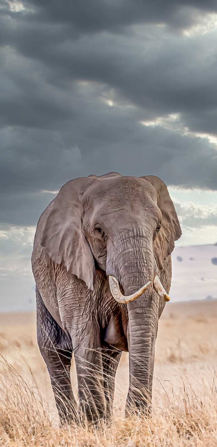 Handy-Wallpaper Tiere, Elefanten, Afrikanischer Elefant, Savanne kostenlos herunterladen.