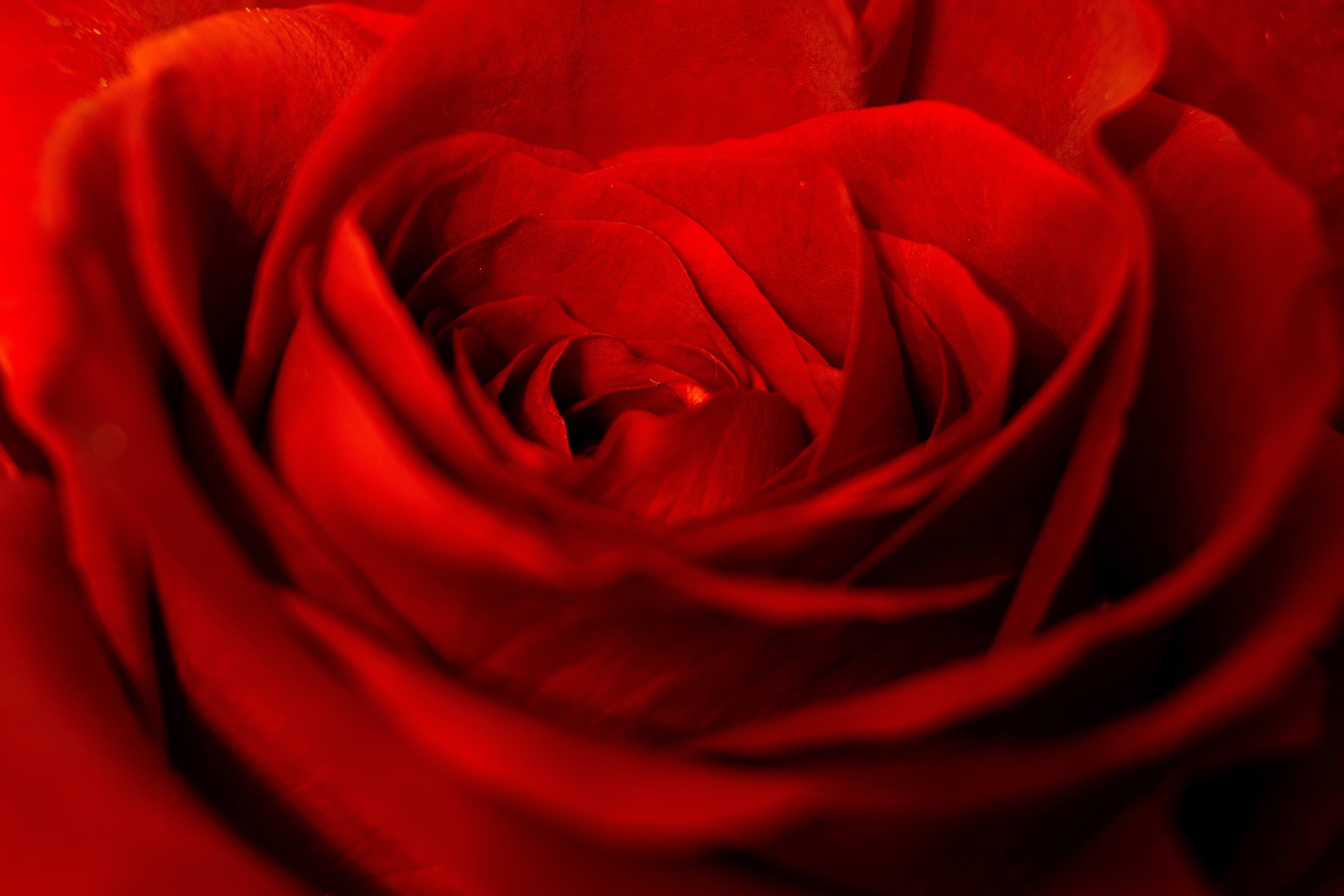 Завантажити шпалери безкоштовно Роза, Брунька, Троянда, Пелюстки, Бутон, Квіти, Квітка картинка на робочий стіл ПК