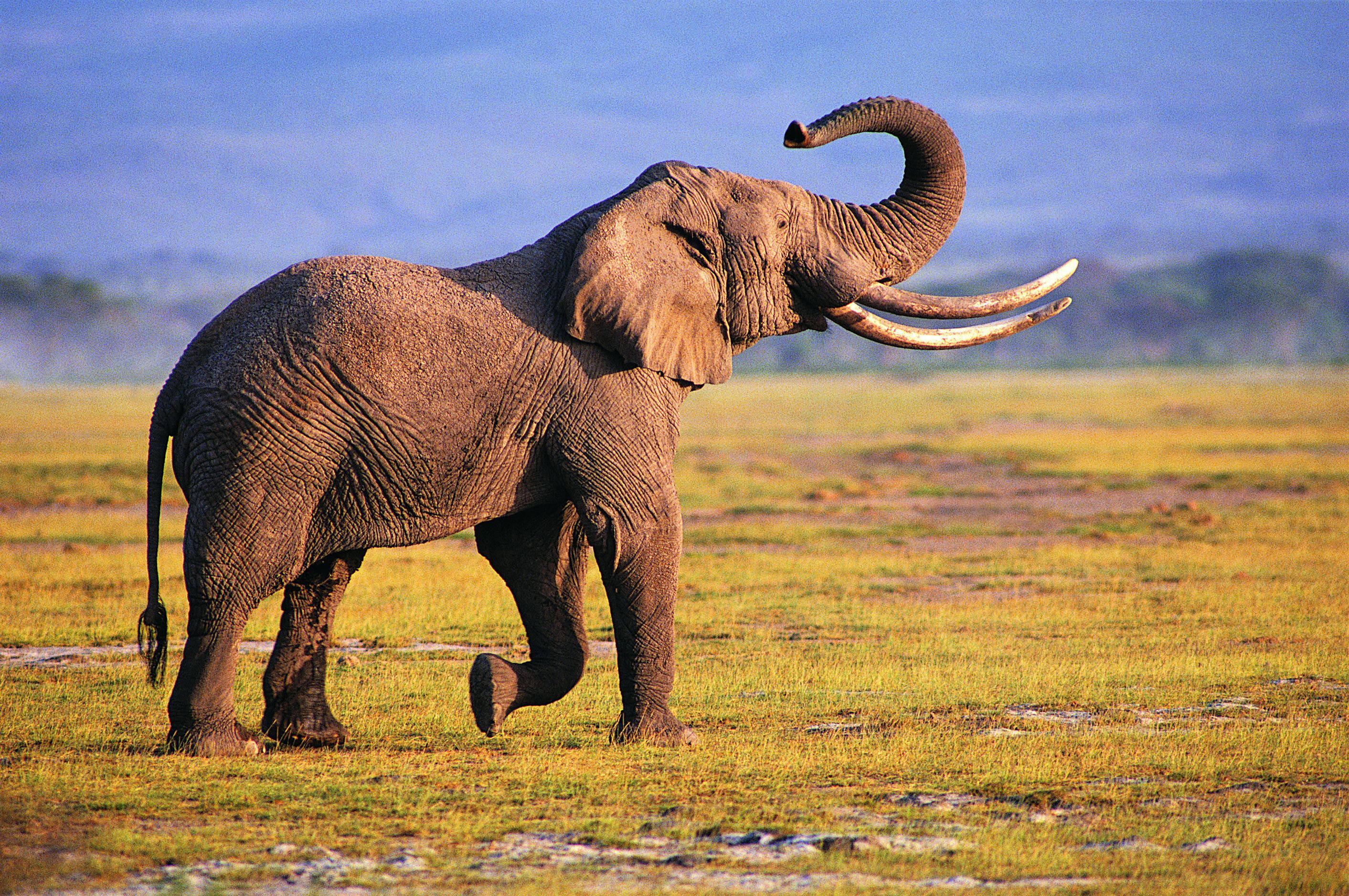 Baixar papel de parede para celular de Elefante Da Savana, Elefantes, Animais gratuito.