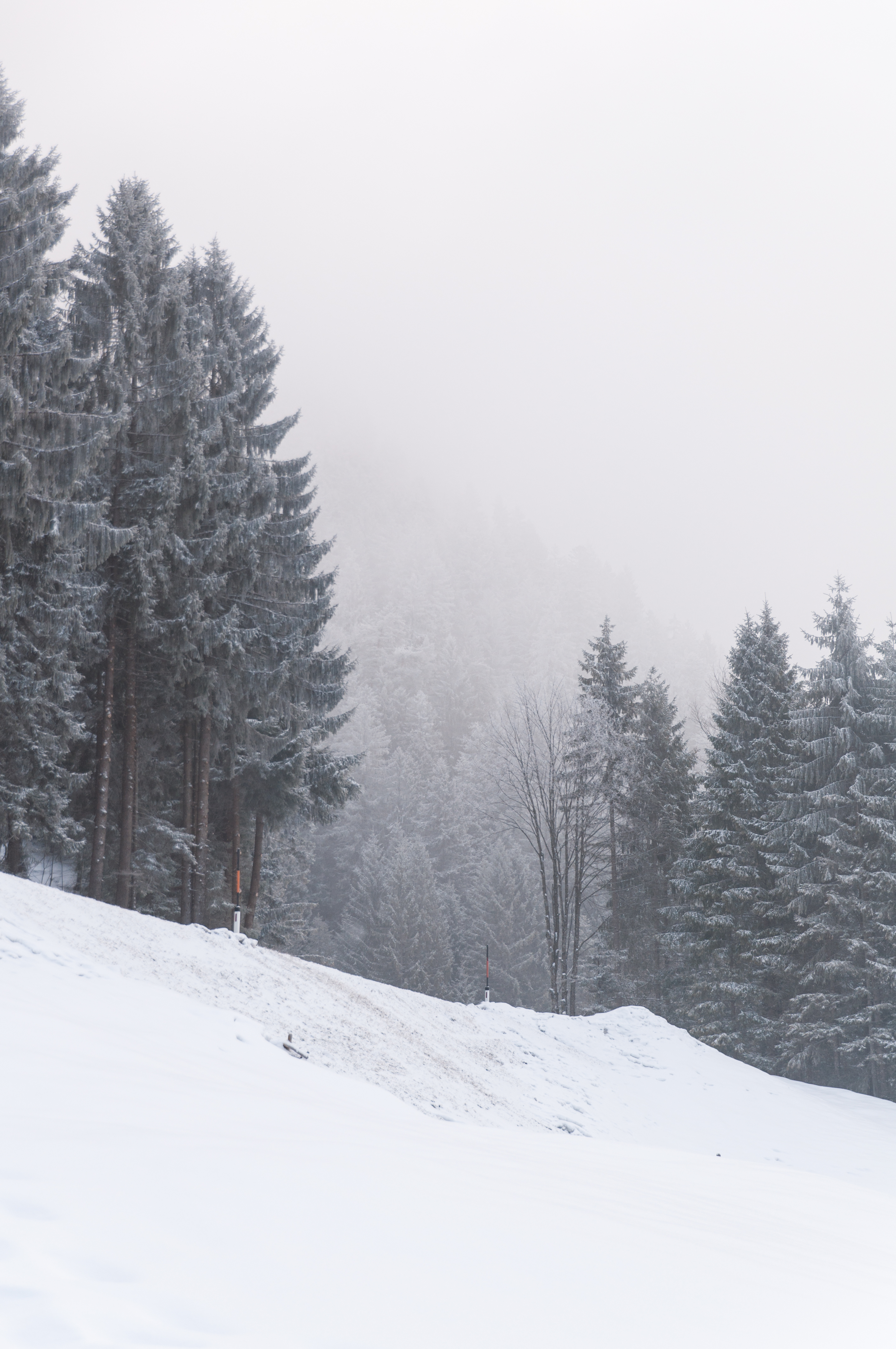 116309 скачать обои метель, зима, природа, деревья, снег, склон - заставки и картинки бесплатно