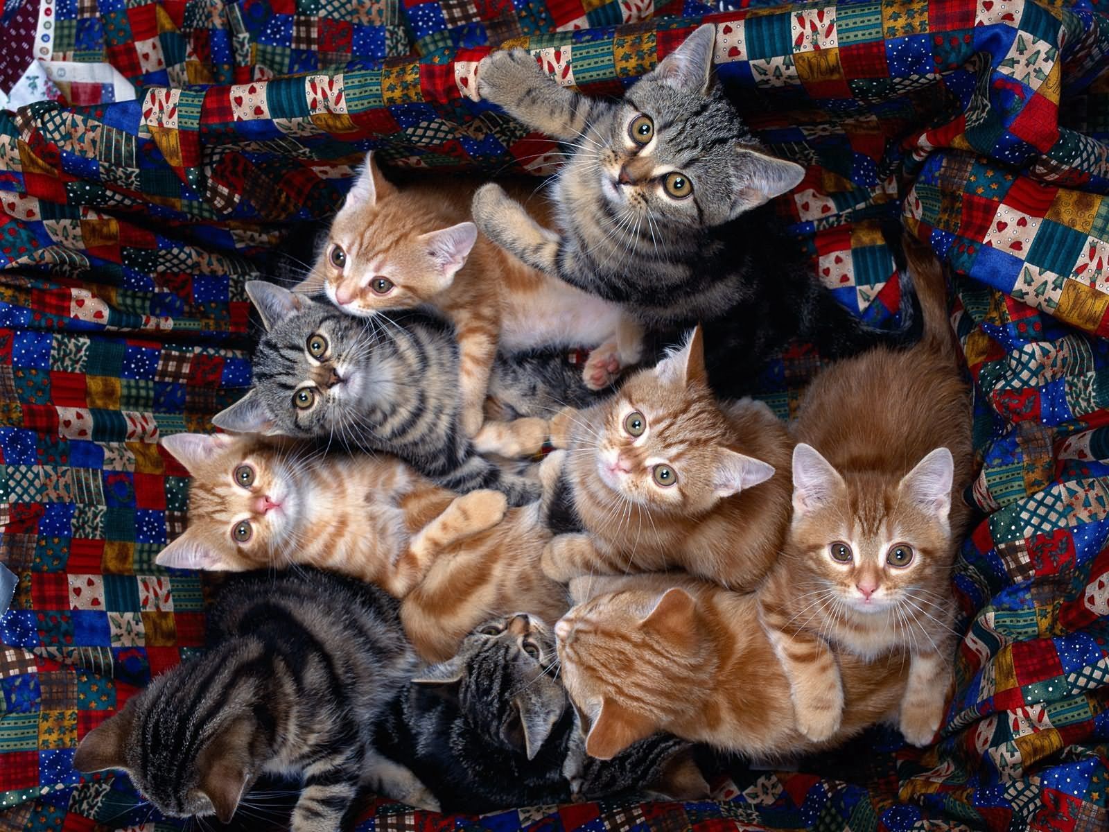 lot, animals, sit, kittens Full HD
