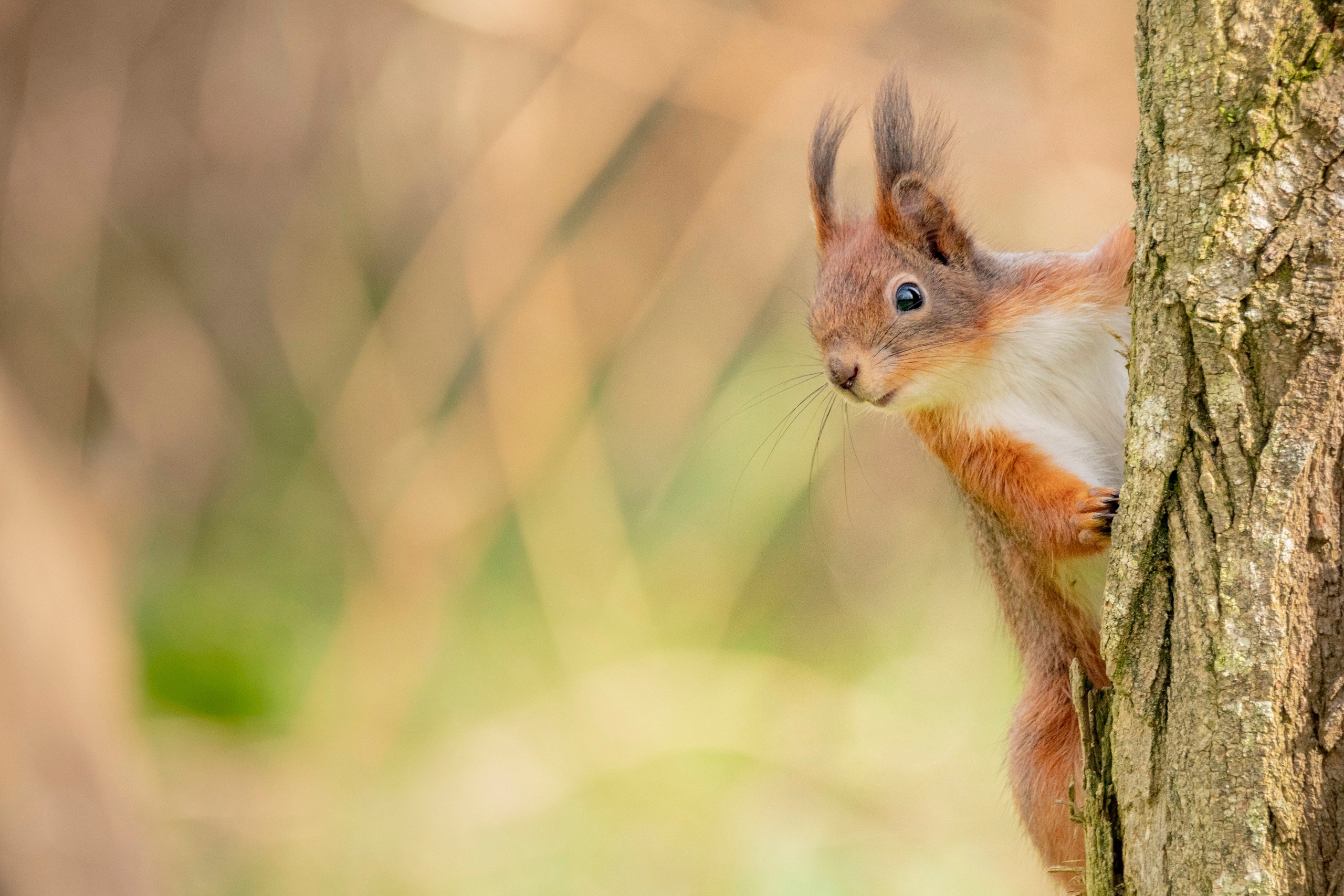 Handy-Wallpaper Tiere, Eichhörnchen, Nagetier kostenlos herunterladen.