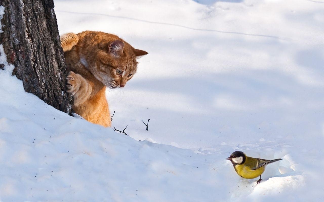 Laden Sie das Tiere, Katze-Bild kostenlos auf Ihren PC-Desktop herunter