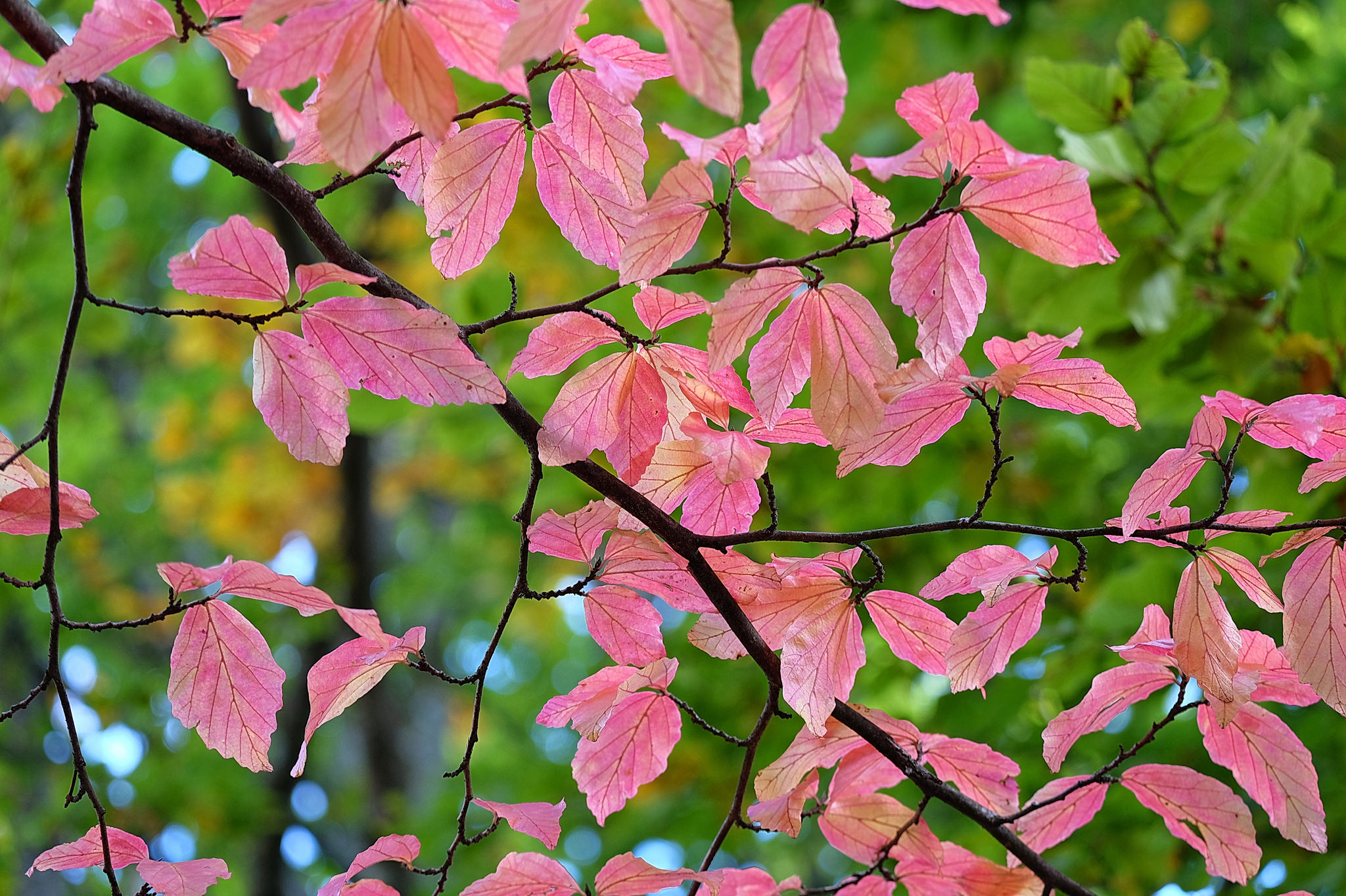Download mobile wallpaper Pink, Leaf, Fall, Branch, Earth for free.
