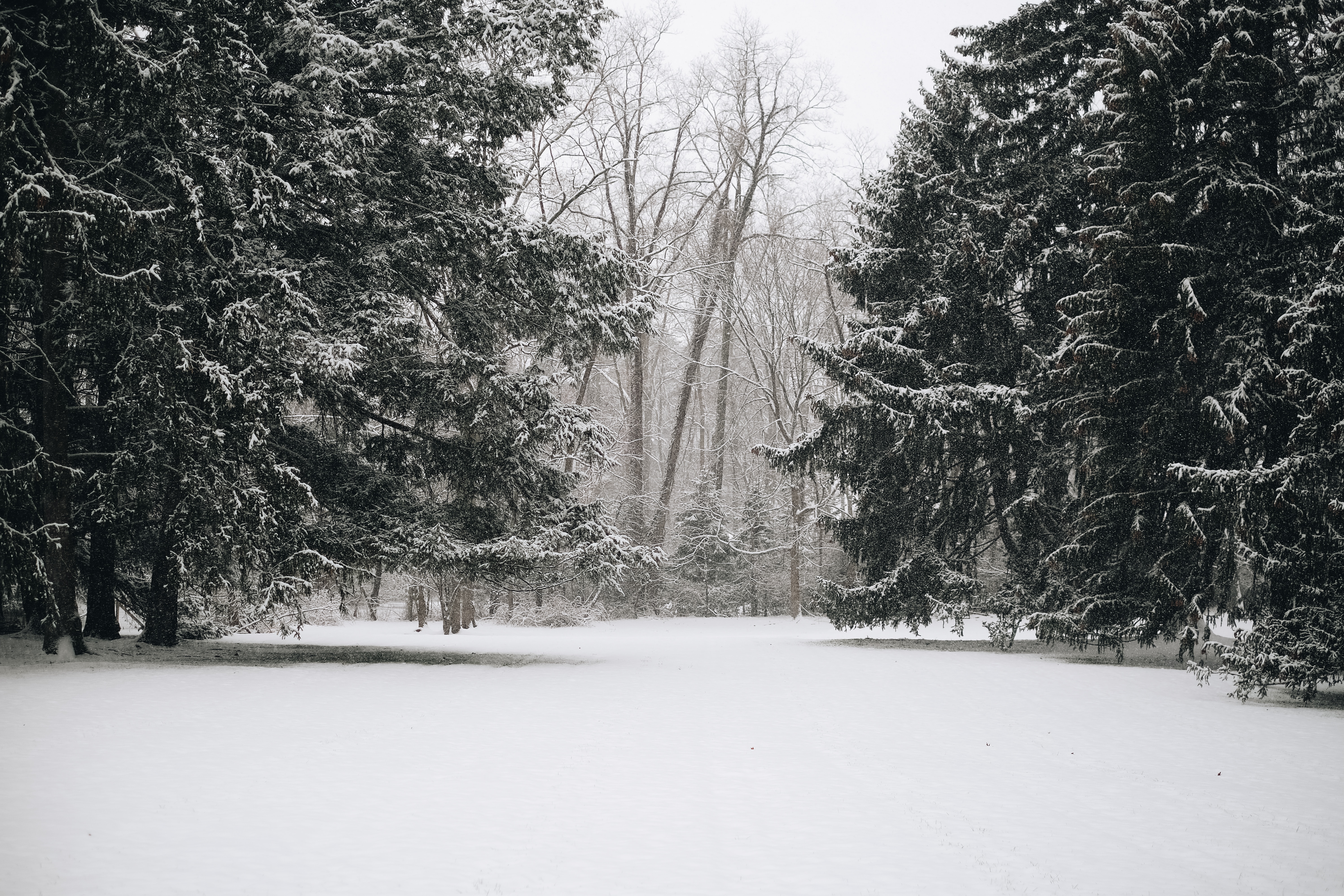 Скачать картинку Деревья, Природа, Зима, Снег, Пейзаж в телефон бесплатно.