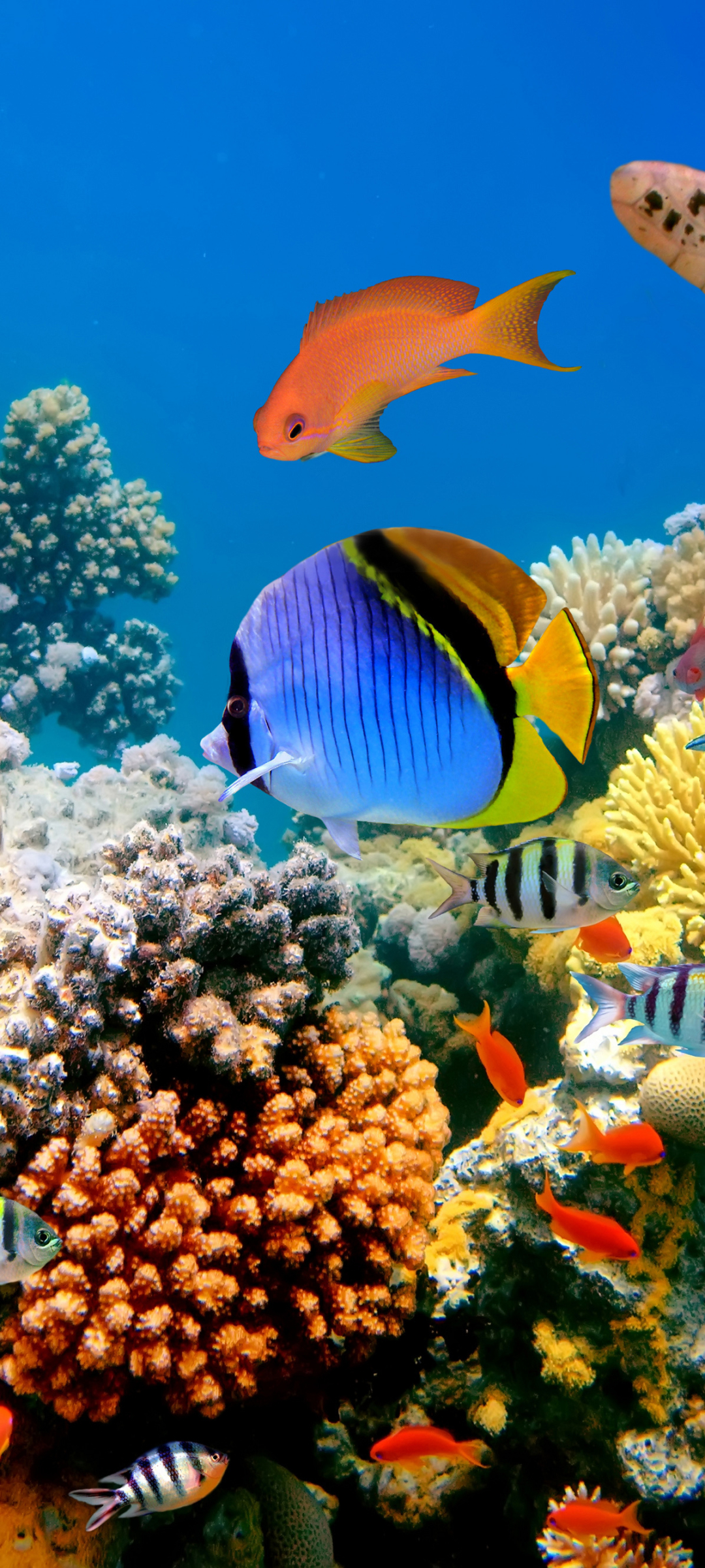 coral reef, animal, fish, underwater, fishes