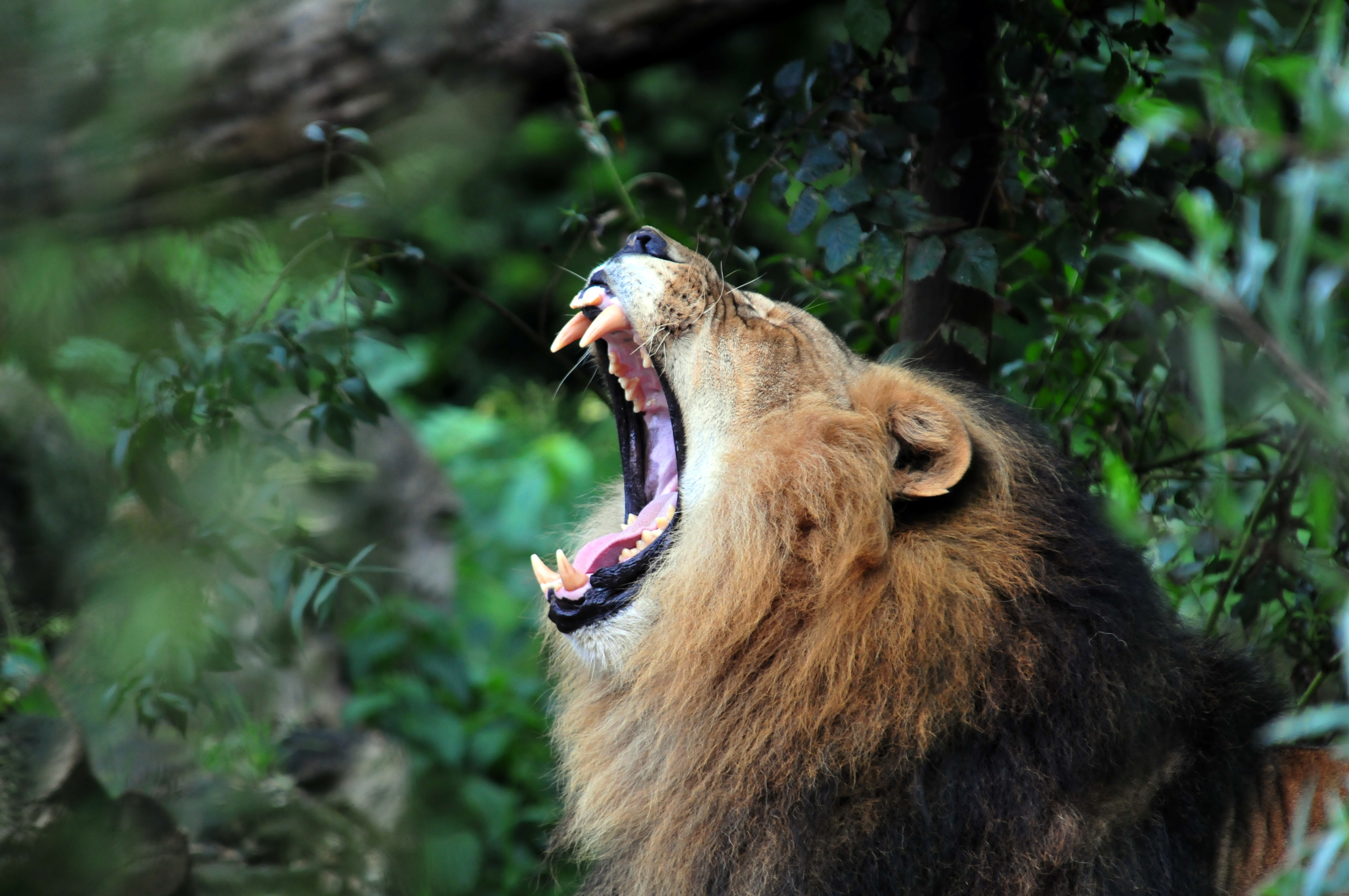 Téléchargez gratuitement l'image Lion, Chats, Animaux sur le bureau de votre PC