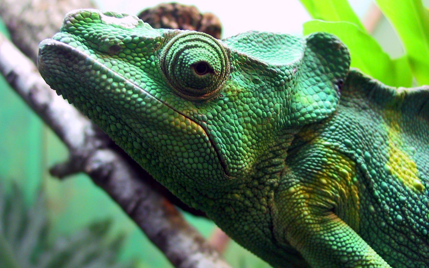 168209 descargar fondo de pantalla animales, camaleón, reptiles: protectores de pantalla e imágenes gratis