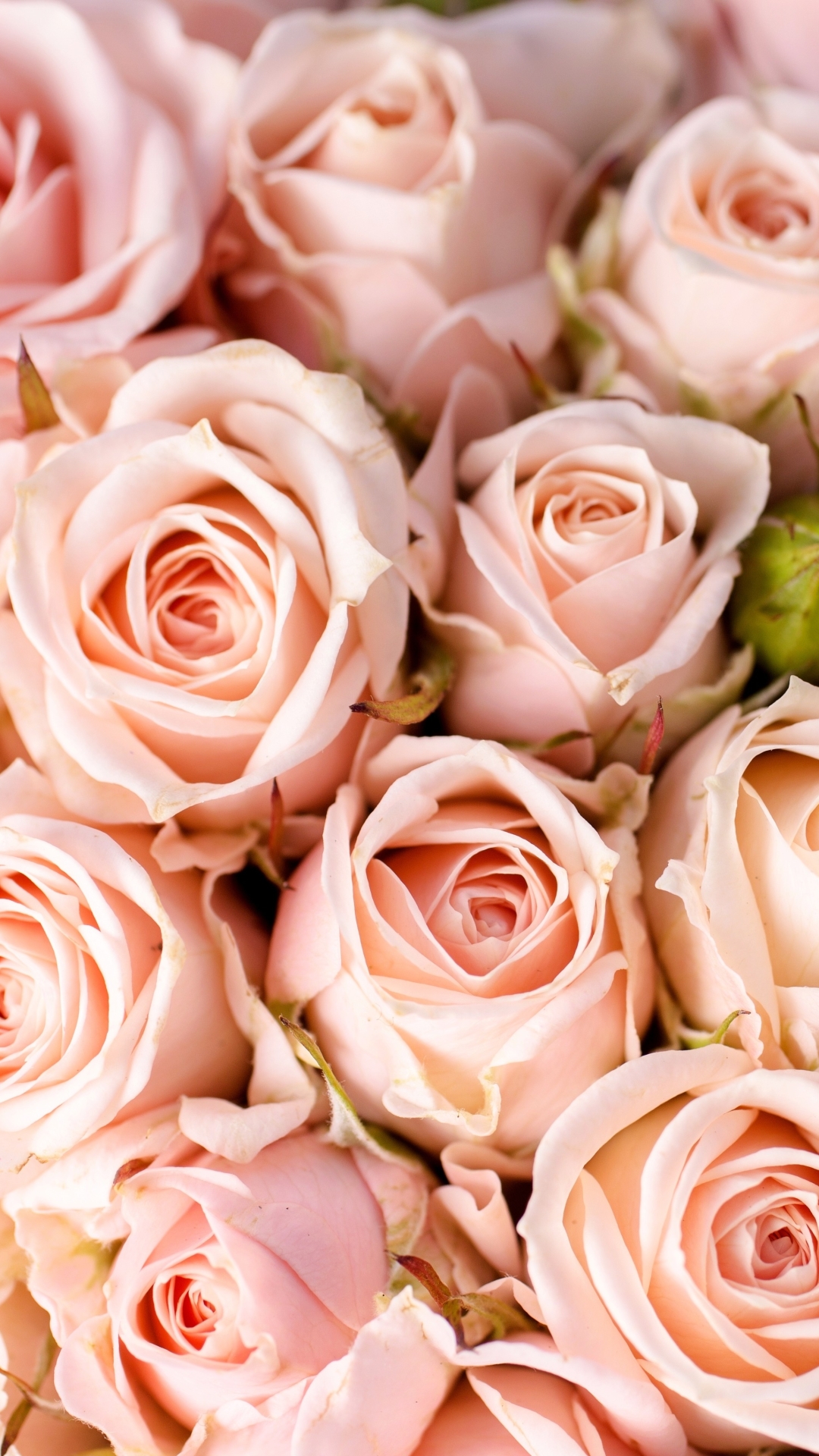 Handy-Wallpaper Blumen, Rose, Nahansicht, Erde/natur, Pinke Blume, Pinke Rose kostenlos herunterladen.