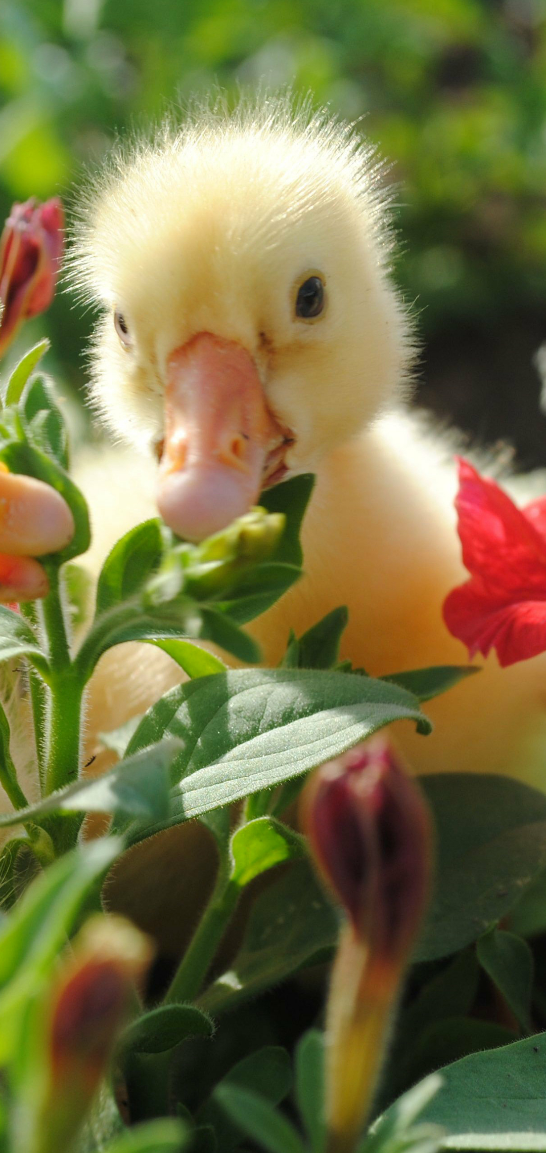 Handy-Wallpaper Tiere, Vögel, Ente kostenlos herunterladen.