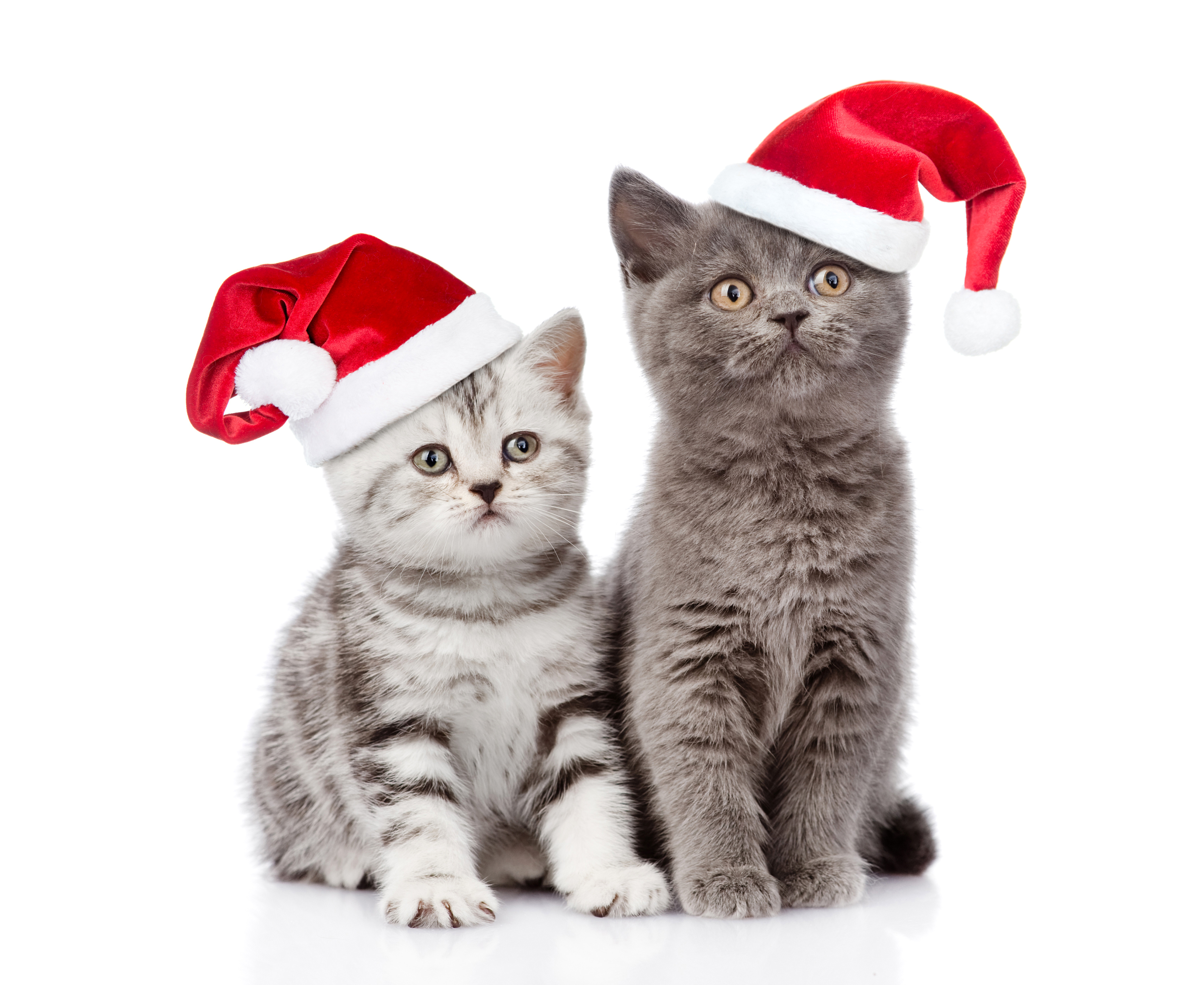 Laden Sie das Tiere, Katzen, Weihnachten, Katze, Kätzchen, Weihnachtsmütze-Bild kostenlos auf Ihren PC-Desktop herunter