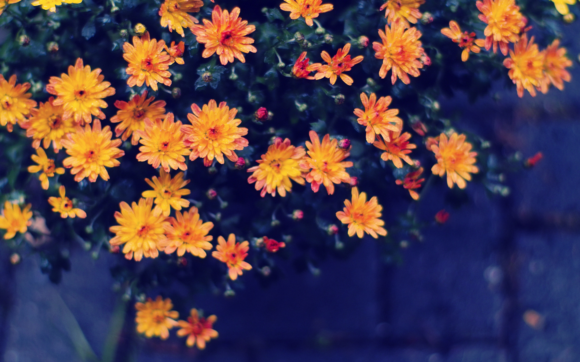 Free download wallpaper Flowers, Flower, Earth on your PC desktop