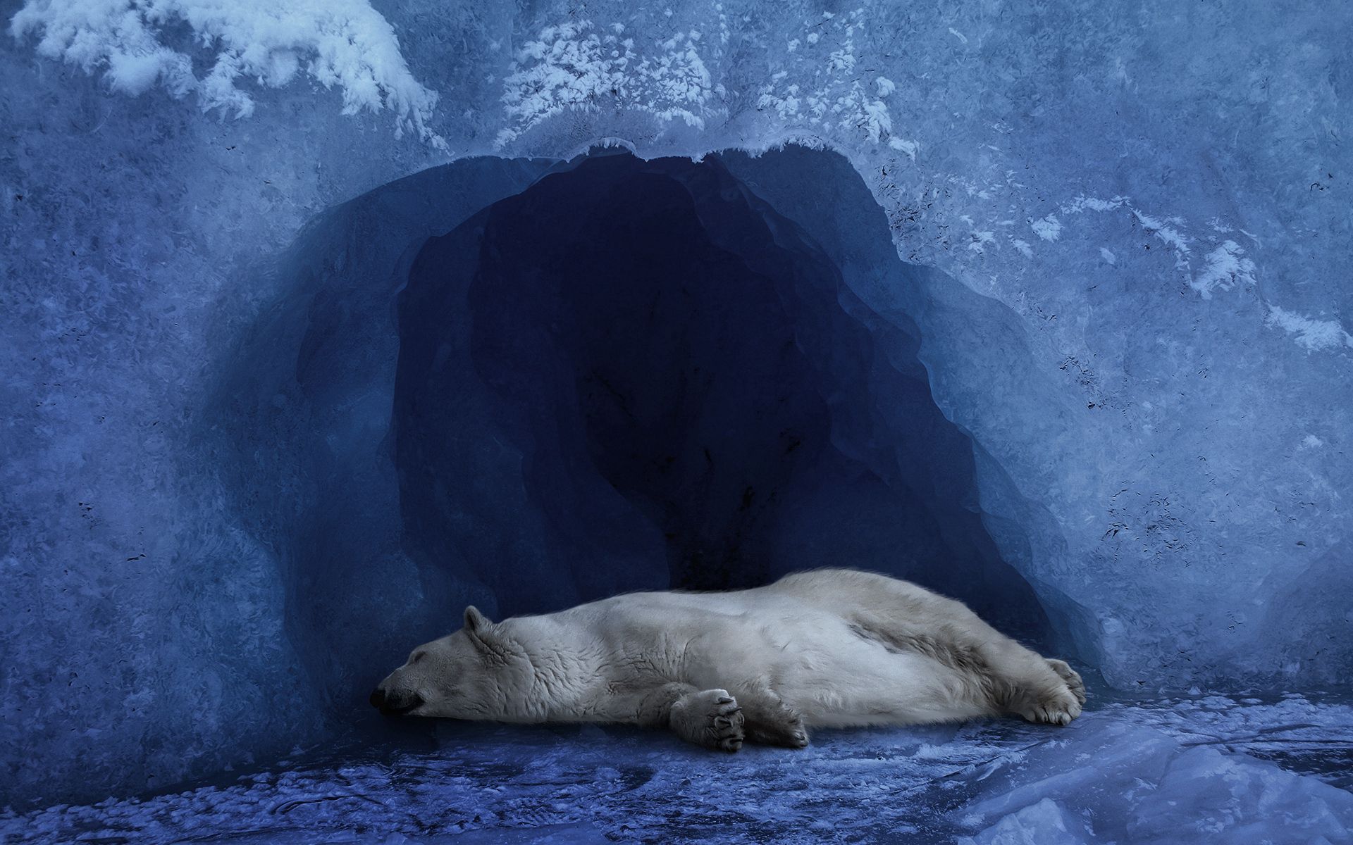 131446画像をダウンロード動物, 氷, 青い背景, 青の背景, ホッキョクグマ, 北極熊-壁紙とスクリーンセーバーを無料で