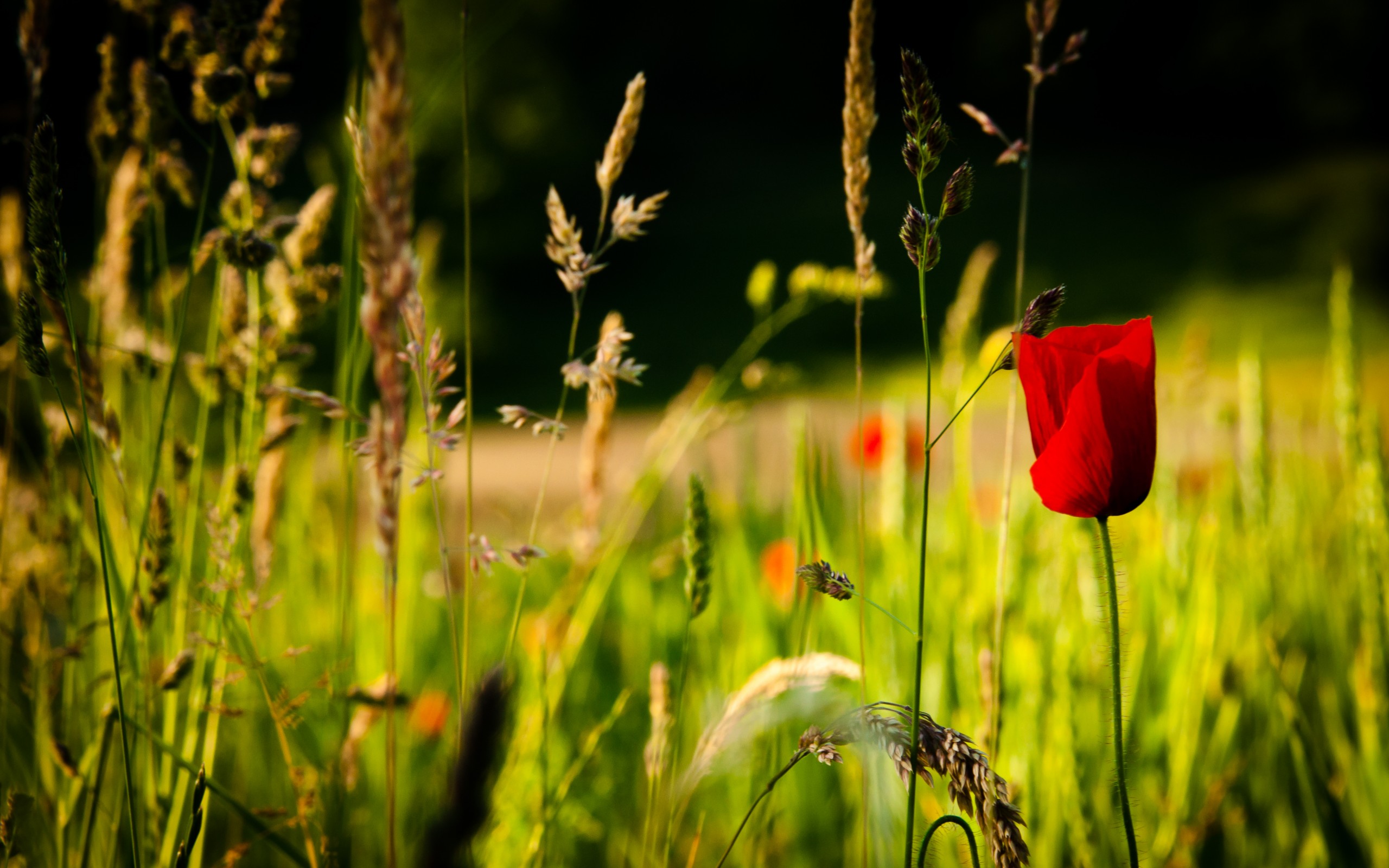 Téléchargez gratuitement l'image Fleurs, Fleur, Terre/nature sur le bureau de votre PC