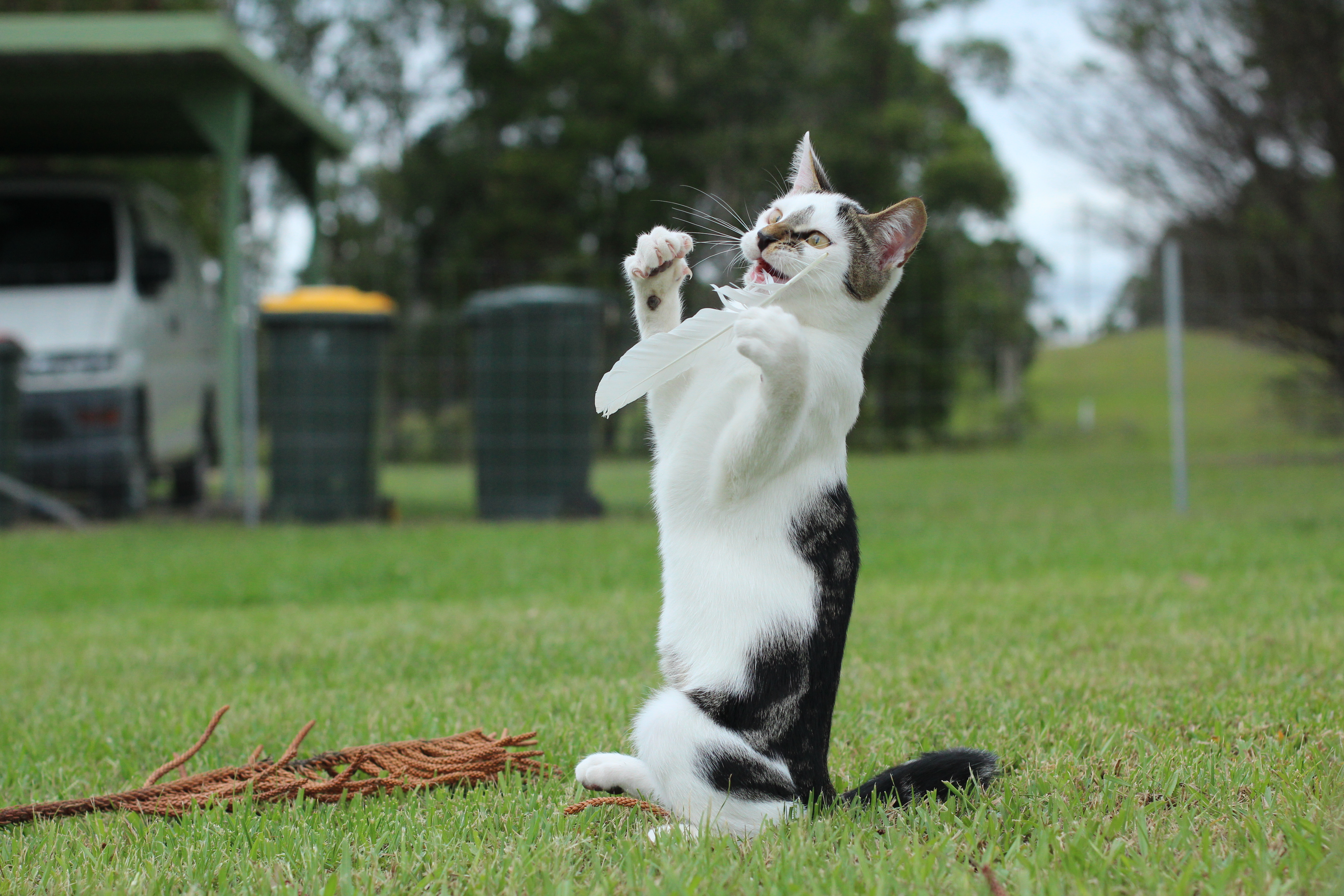 Handy-Wallpaper Katze, Katzen, Tiere kostenlos herunterladen.