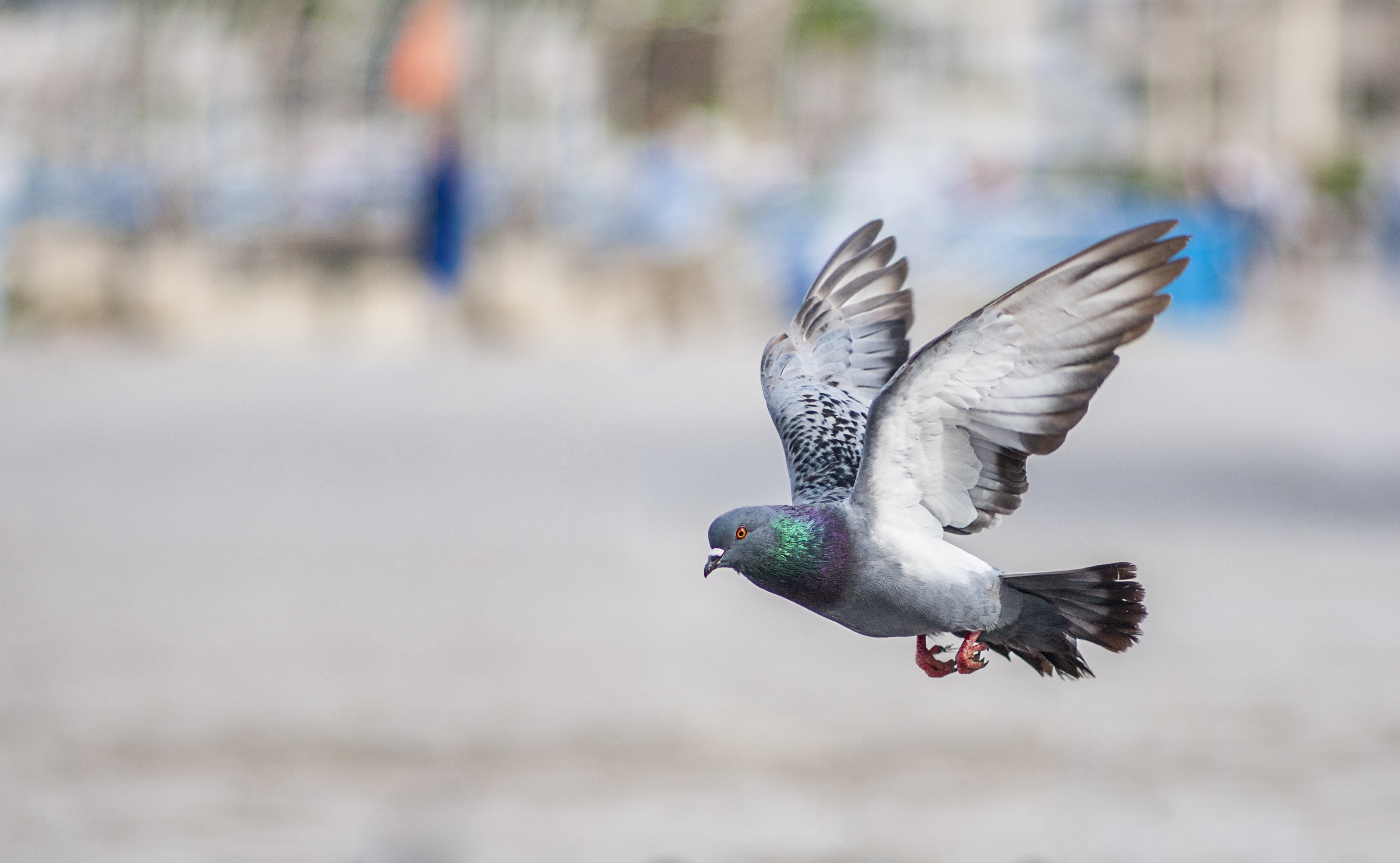 Download mobile wallpaper Birds, Bird, Blur, Animal, Flying, Pigeon, Depth Of Field for free.