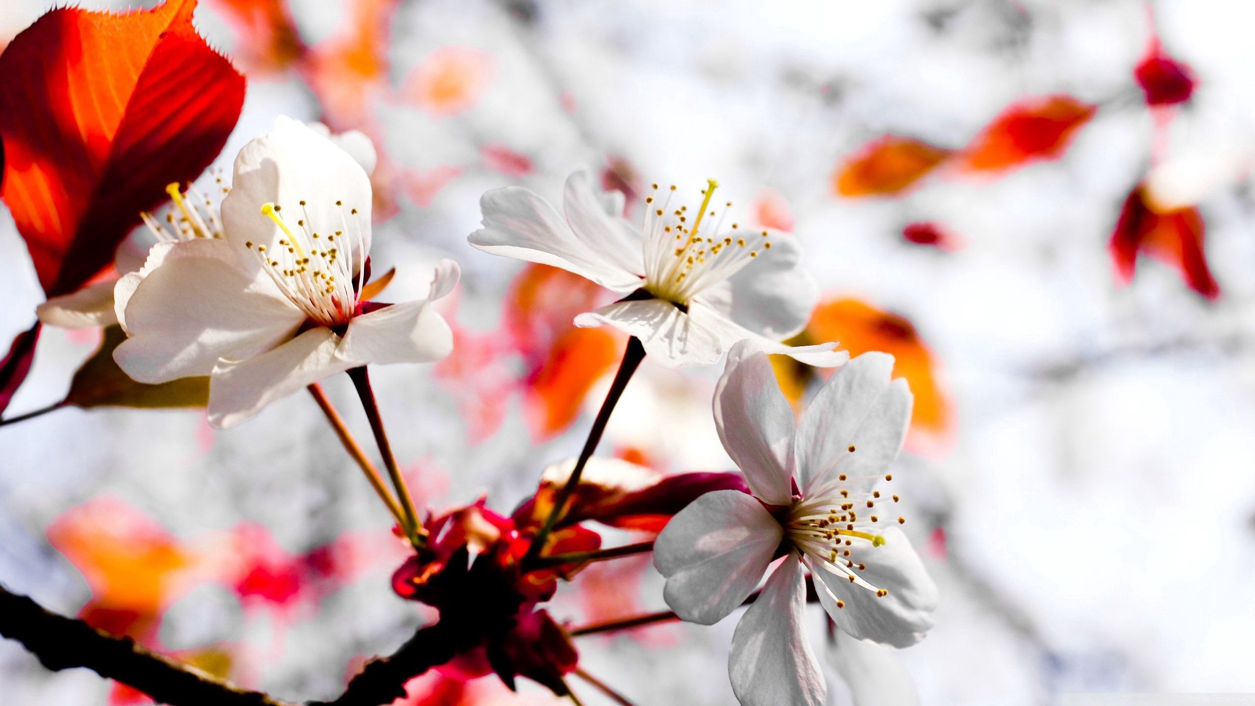 Free download wallpaper Flowers, Macro, Light, Flowering, Light Coloured, Bloom, Spring on your PC desktop