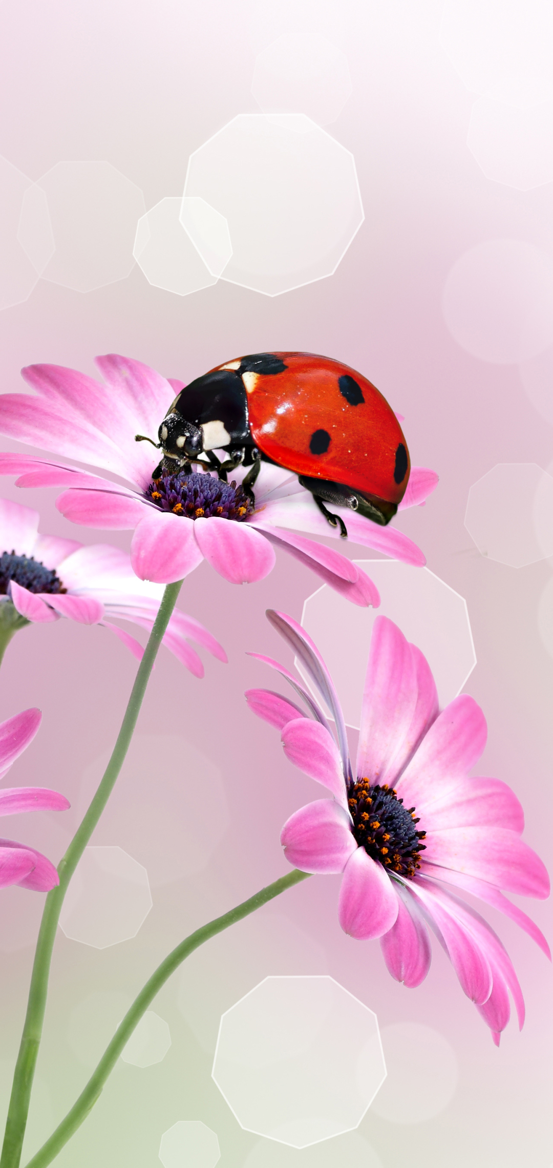 無料モバイル壁紙動物, てんとう虫, 花, ボケ, 虫, 紫色の花をダウンロードします。