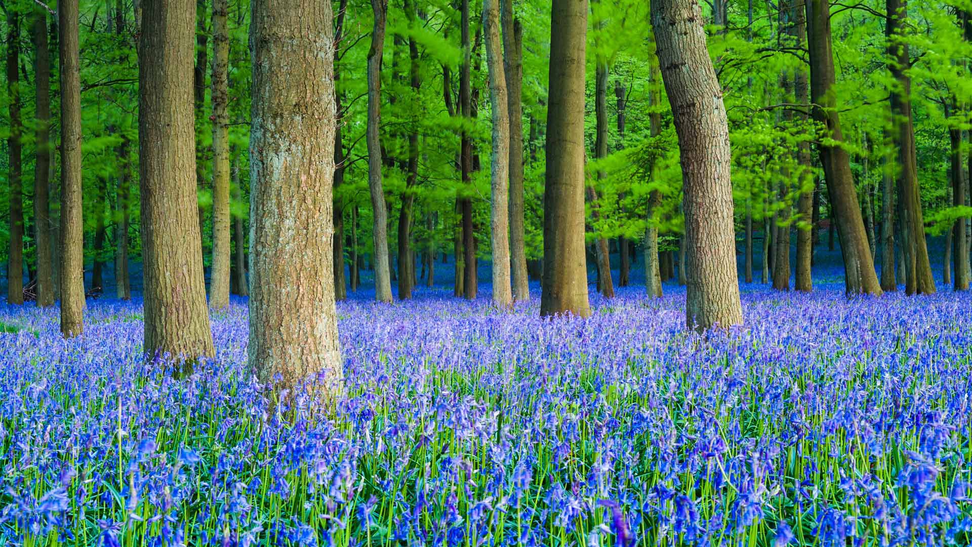 Скачать картинку Цветок, Лес, Дерево, Колокольчик, Англия, Земля/природа в телефон бесплатно.
