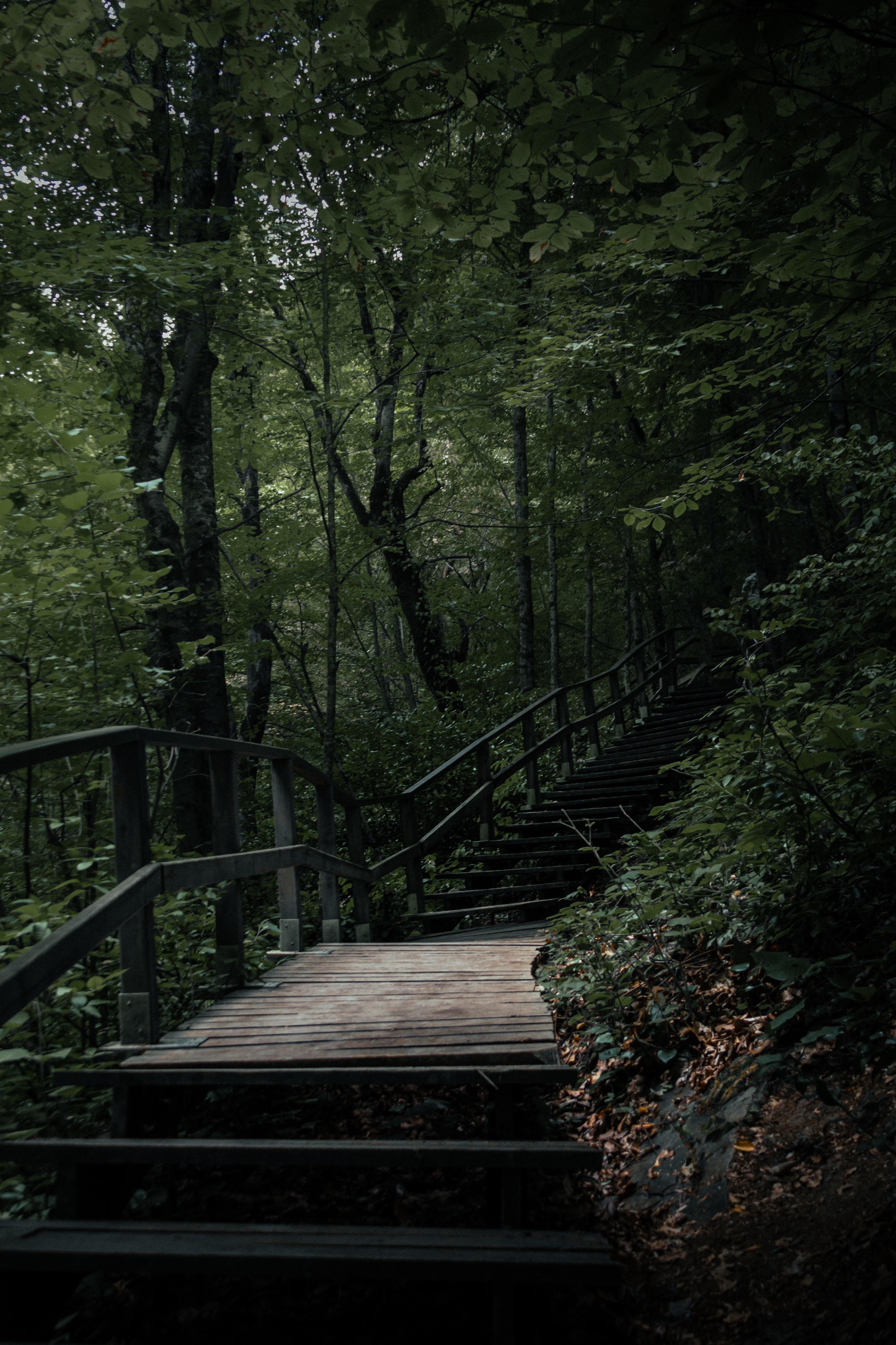 Download mobile wallpaper Ladder, Nature, Trees, Steps, Stairs for free.