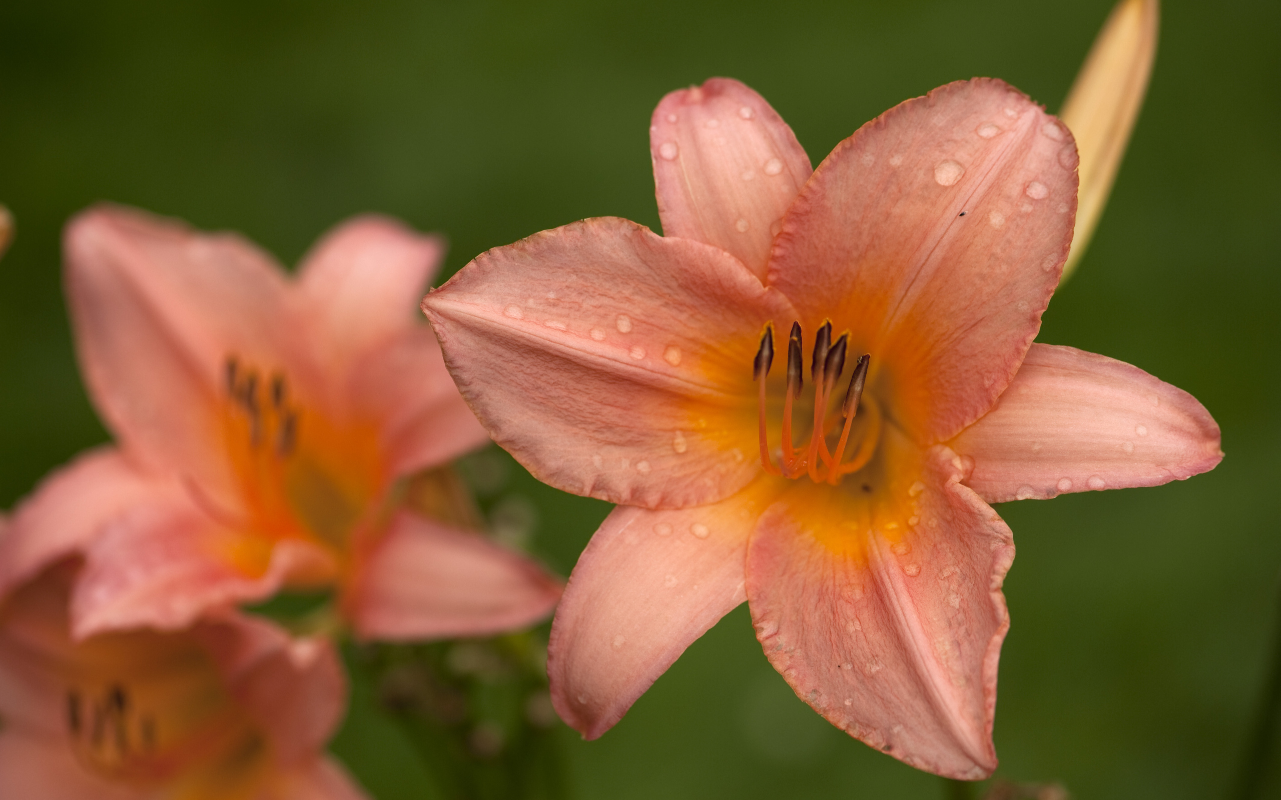 Descarga gratis la imagen Flores, Flor, Tierra/naturaleza en el escritorio de tu PC