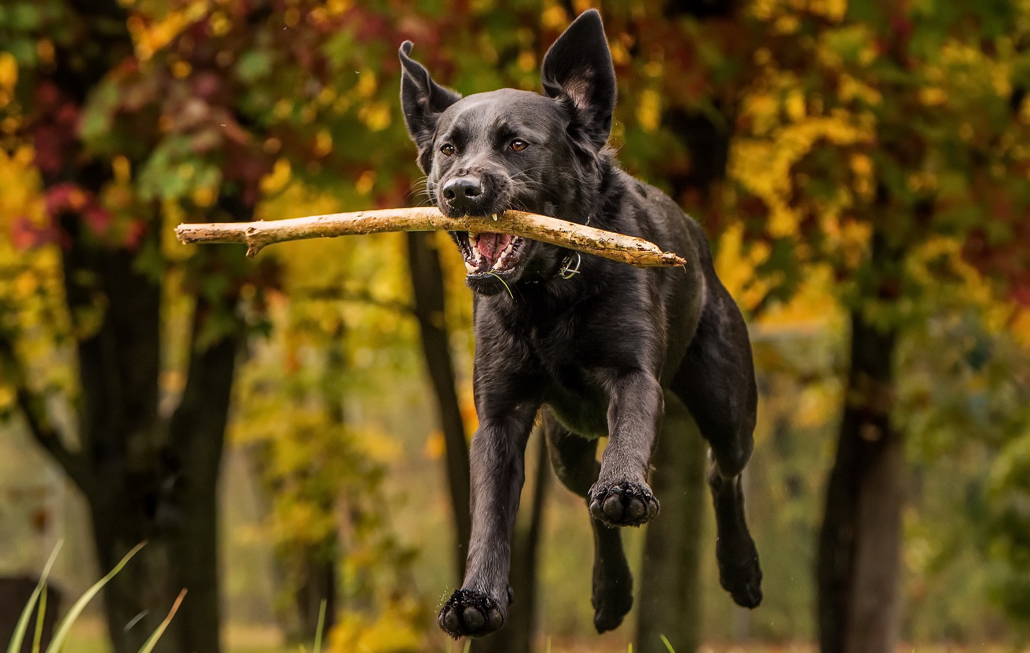 Handy-Wallpaper Hunde, Hund, Tiere kostenlos herunterladen.