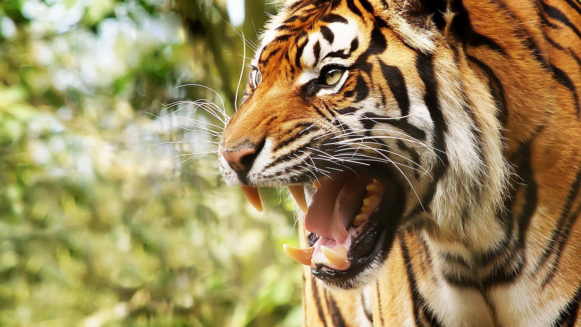 103073 descargar imagen animales, sonrisa, bozal, gato grande, tigre, ira, enojo: fondos de pantalla y protectores de pantalla gratis