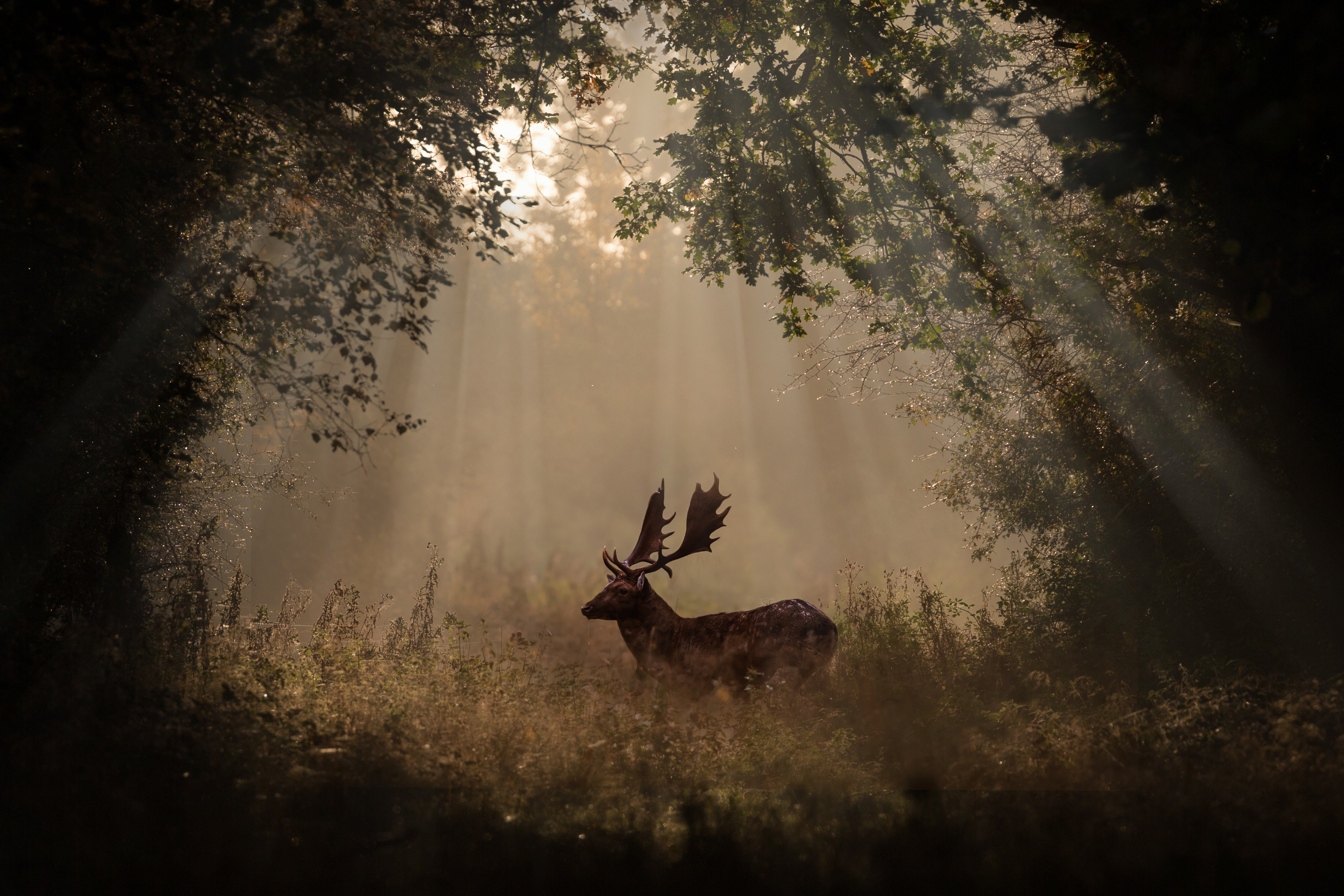 Descarga gratuita de fondo de pantalla para móvil de Animales, Rayo De Sol, Venado.