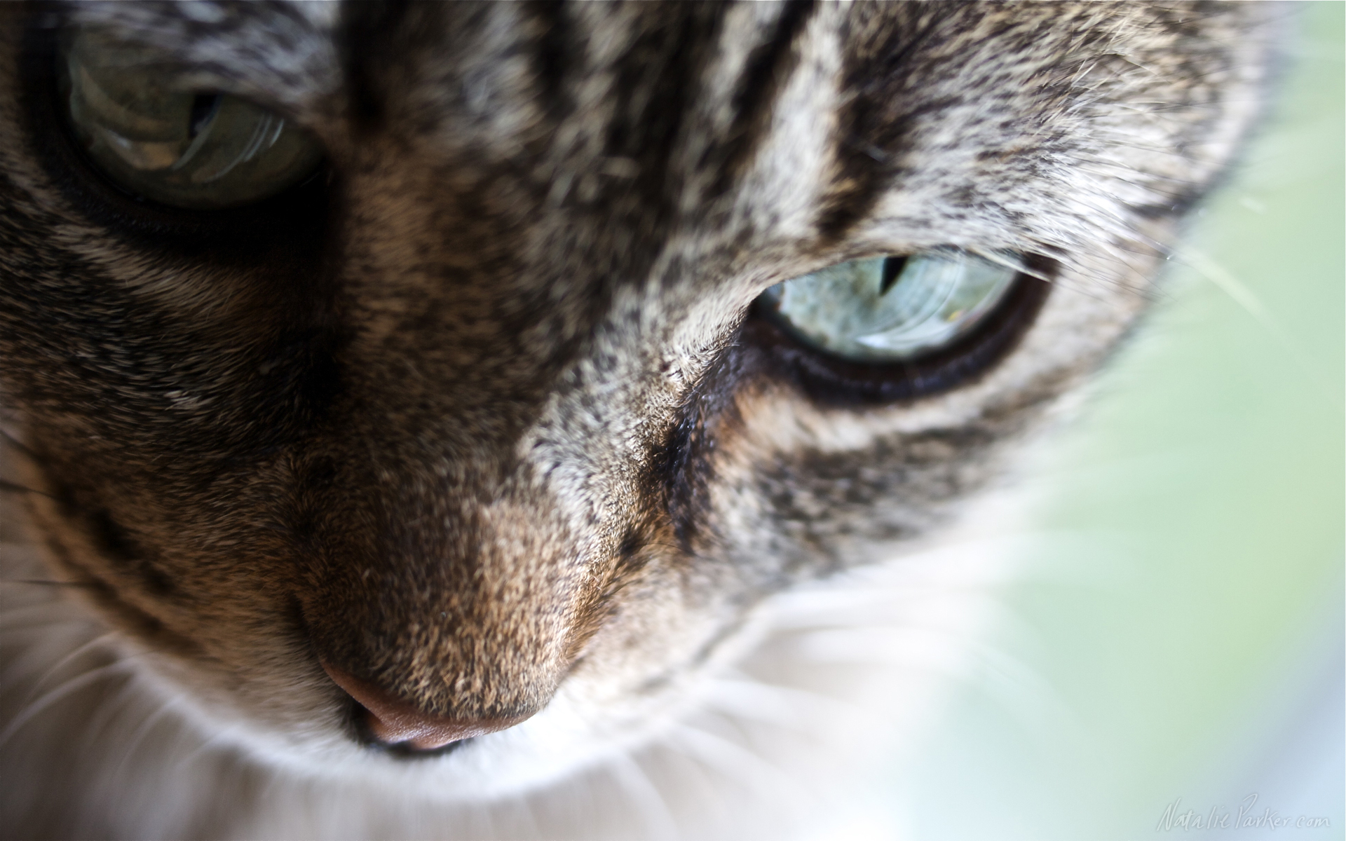 Baixe gratuitamente a imagem Animais, Gatos, Gato, Olhos na área de trabalho do seu PC