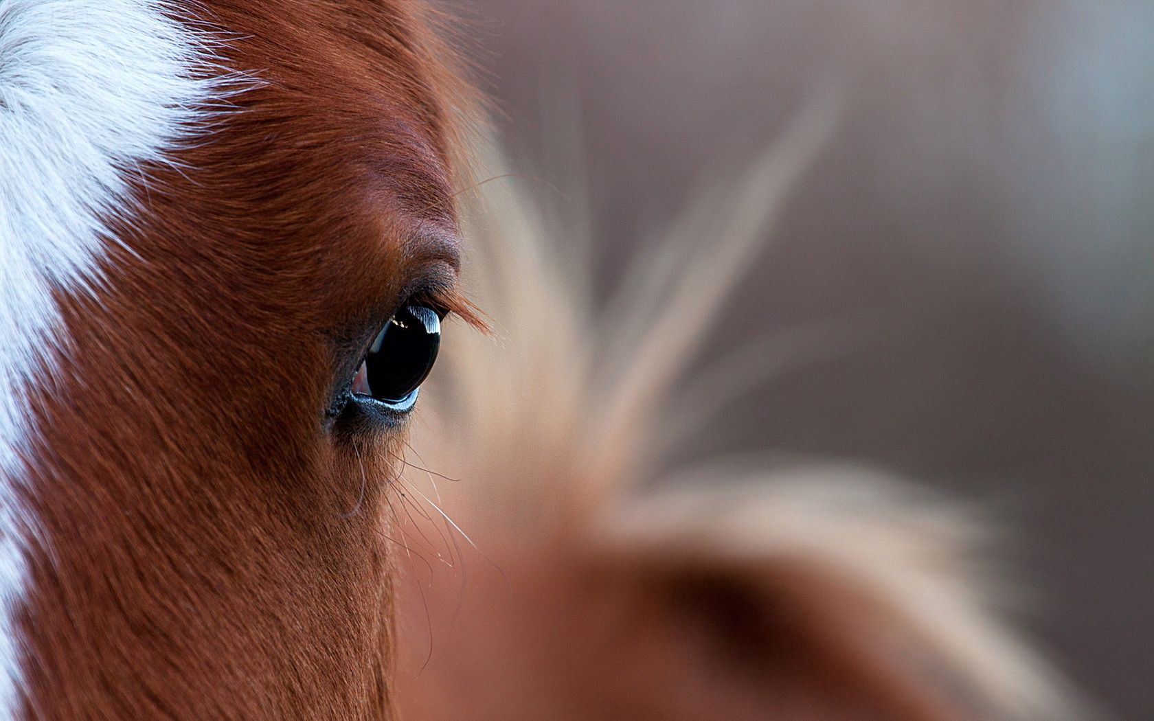 light coloured, animals, light, horse, eye