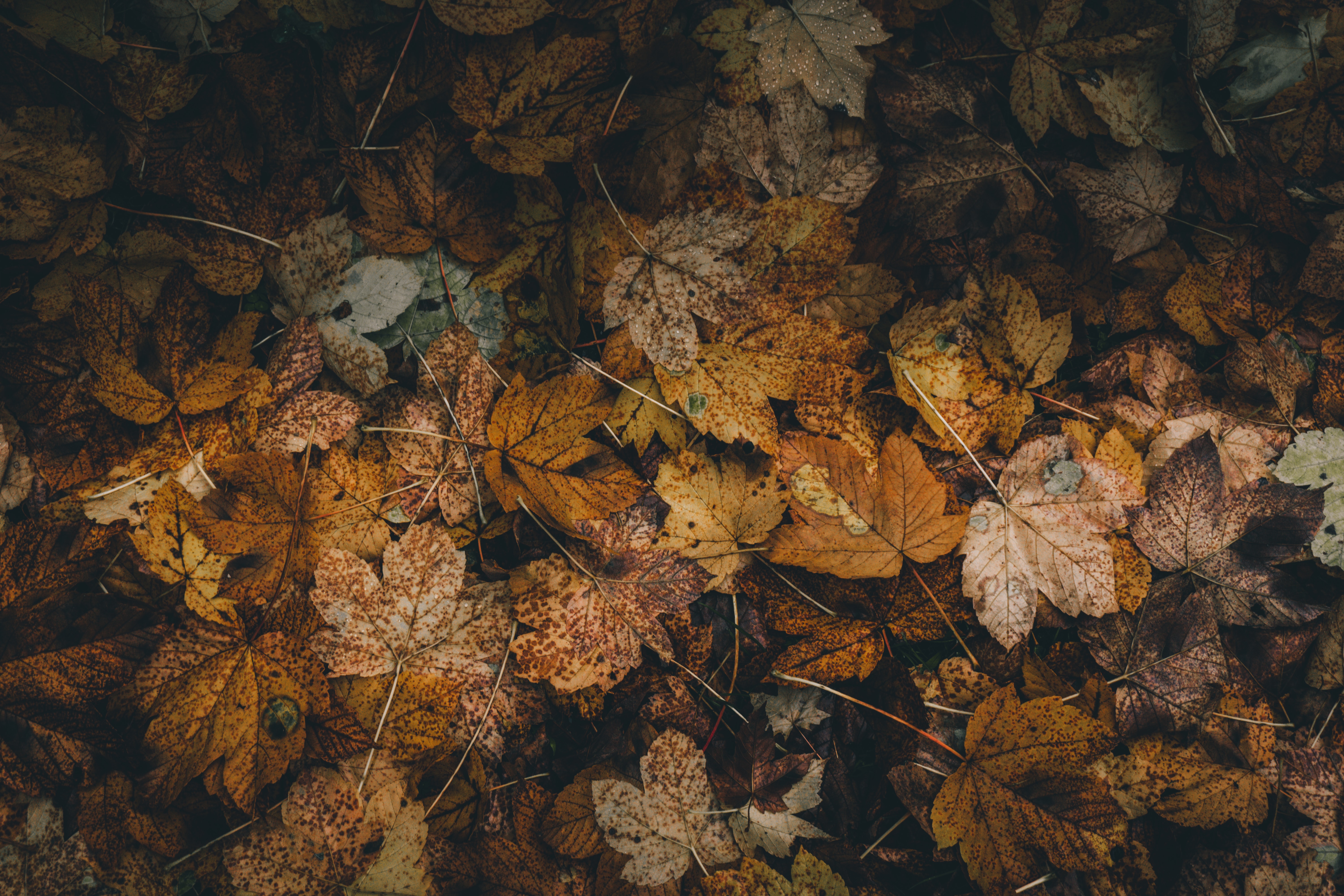 autumn, foliage, leaves, nature, dry, fallen QHD