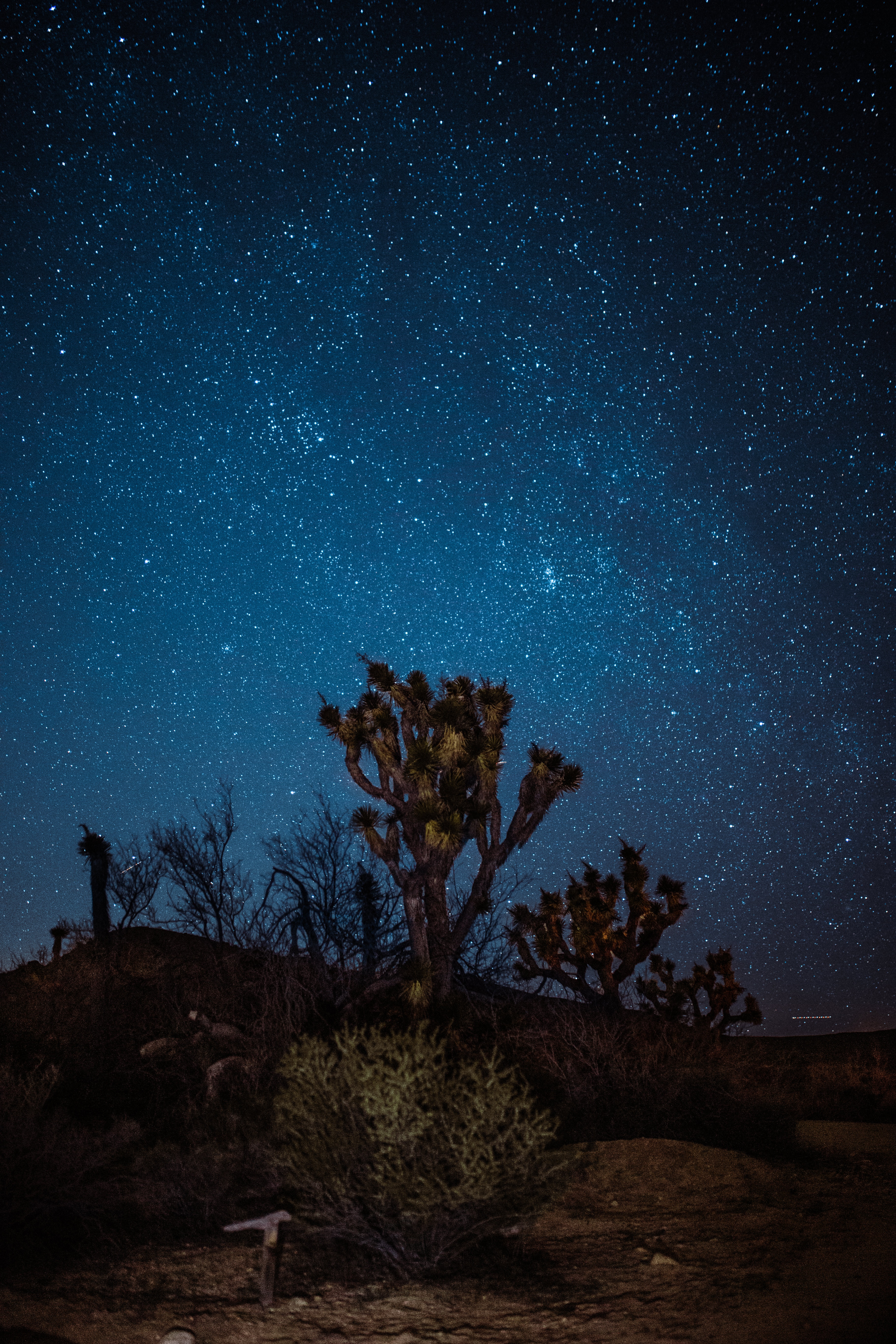 Laden Sie das Natur, Wüste, Yucca, Jukka, Übernachtung, Sternenhimmel-Bild kostenlos auf Ihren PC-Desktop herunter