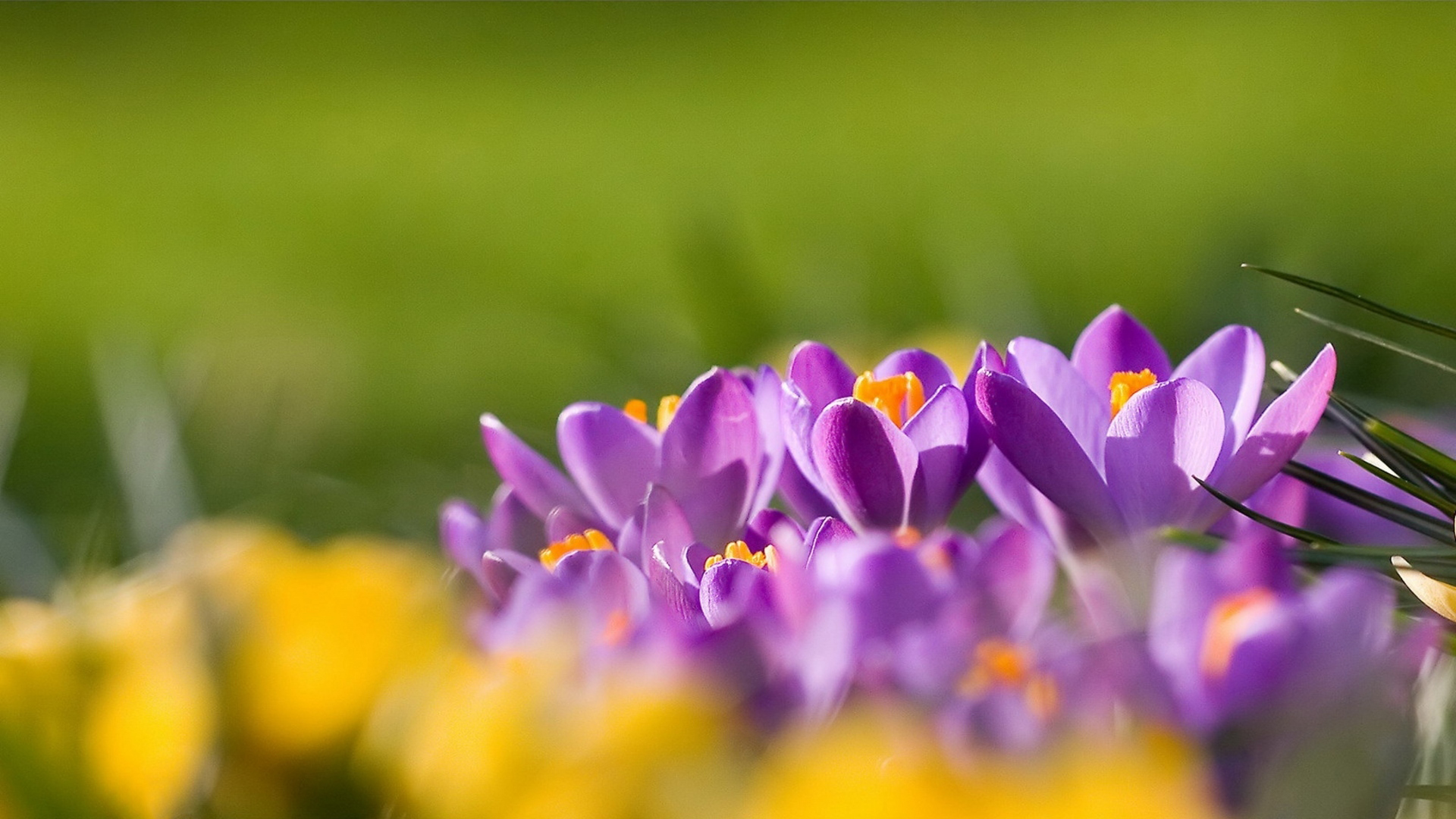 Laden Sie das Blumen, Blume, Erde/natur-Bild kostenlos auf Ihren PC-Desktop herunter