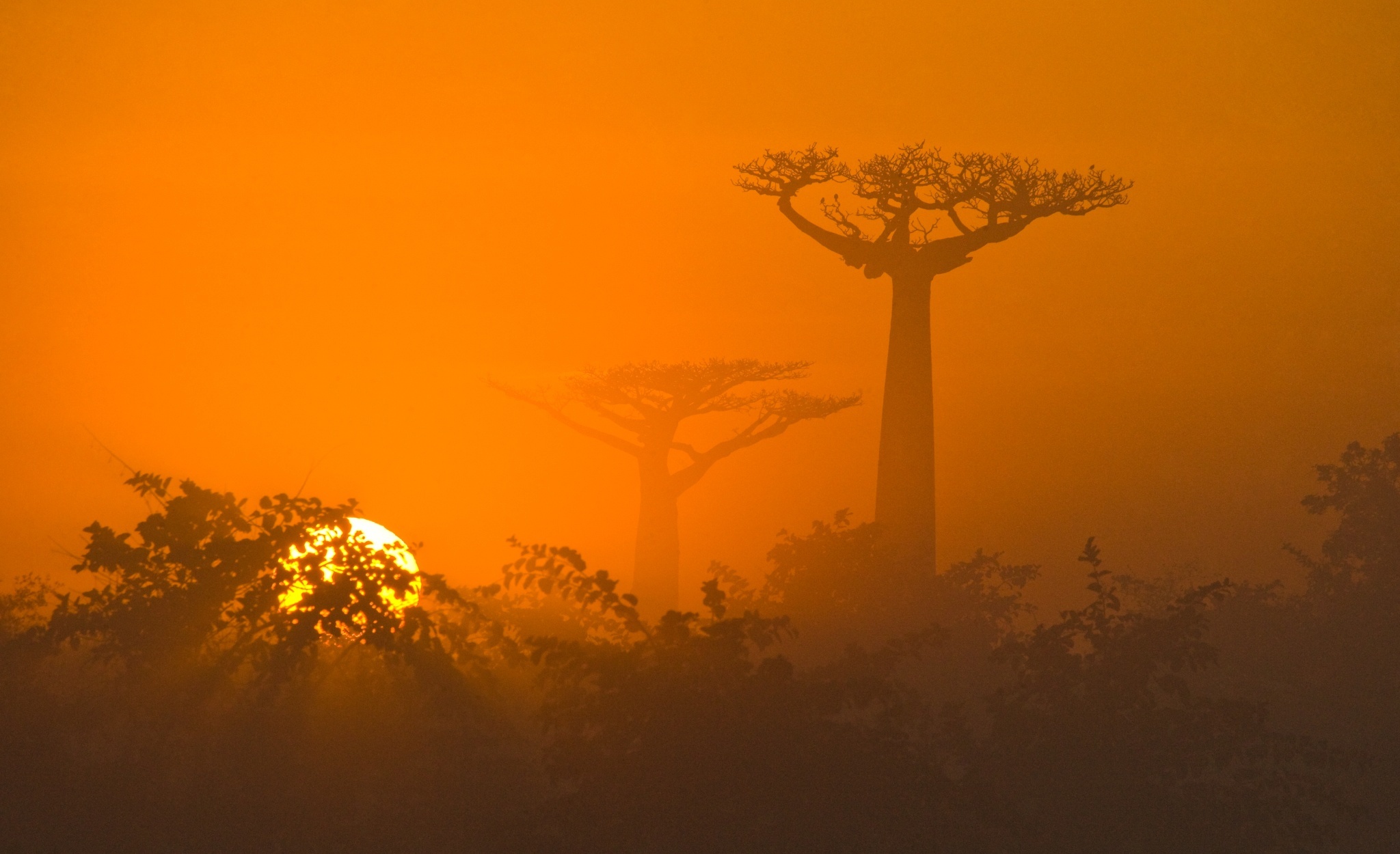 dawn, earth, baobab tree, afica, sun, sunrise, tree, trees