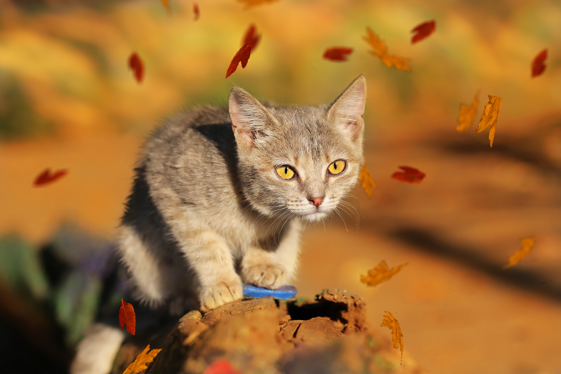 Laden Sie das Tiere, Katzen, Katze-Bild kostenlos auf Ihren PC-Desktop herunter