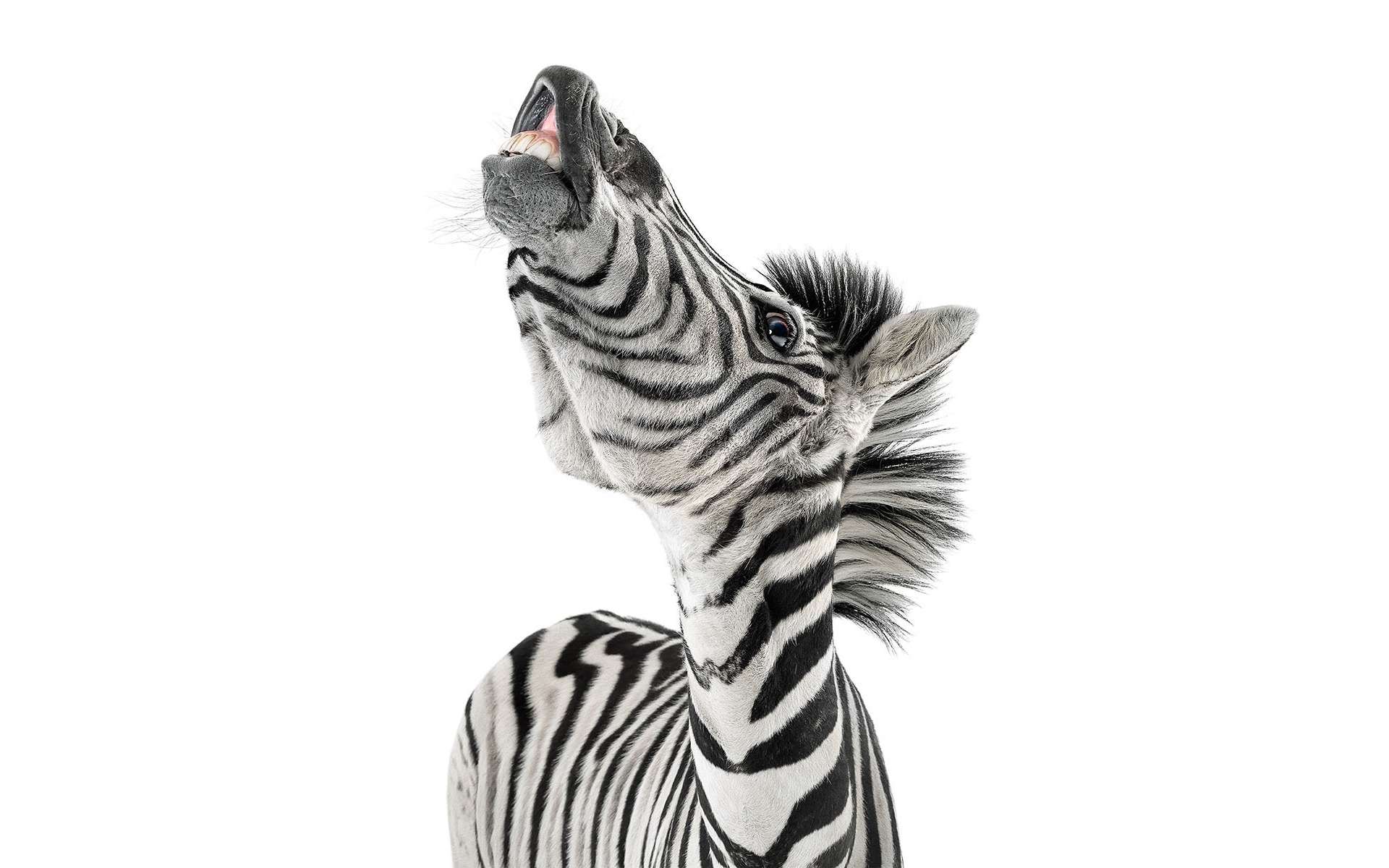 Download mobile wallpaper Funny, Zebra, Animal, Humor for free.