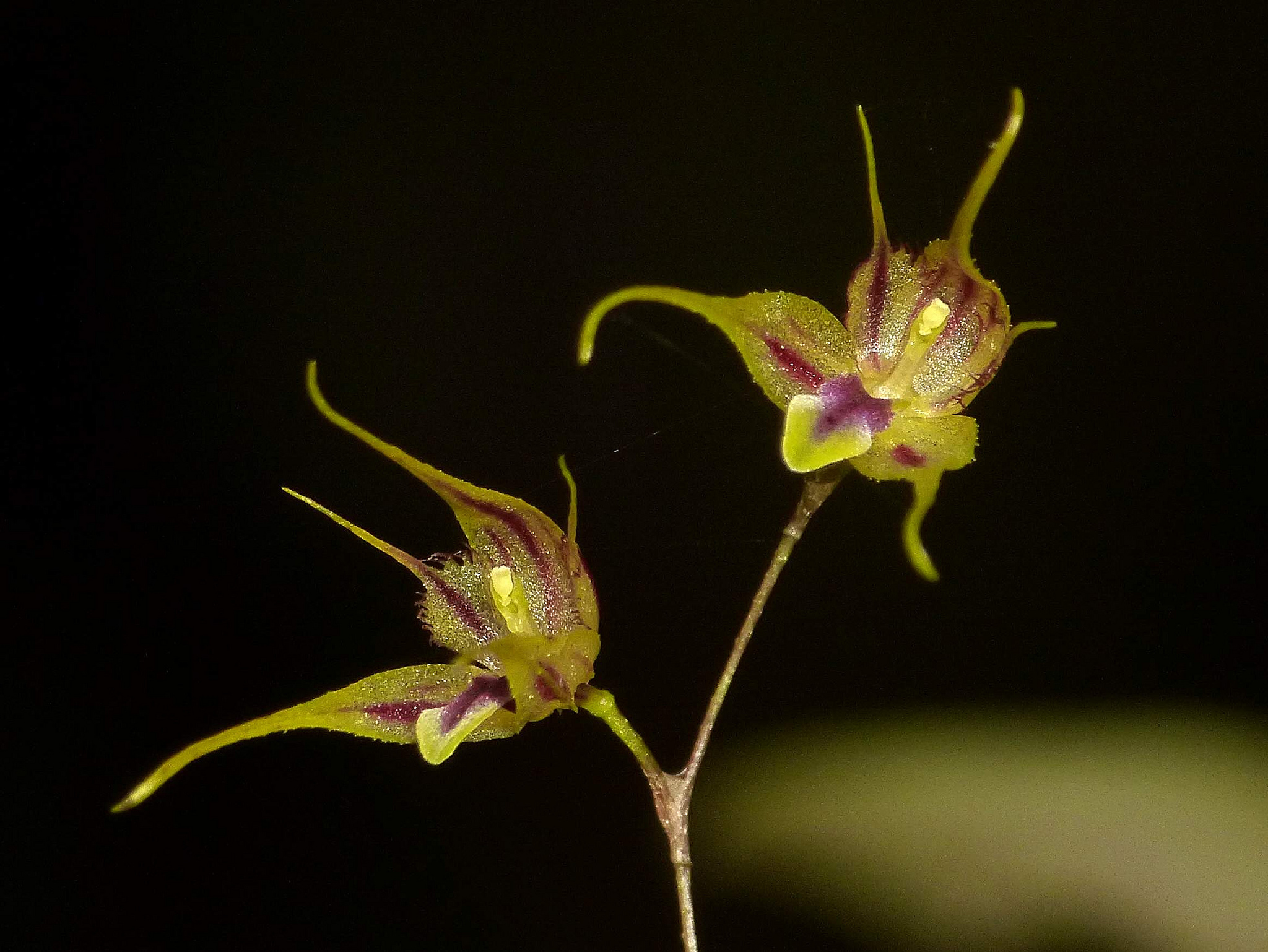 Descarga gratis la imagen Flores, Flor, Tierra/naturaleza en el escritorio de tu PC