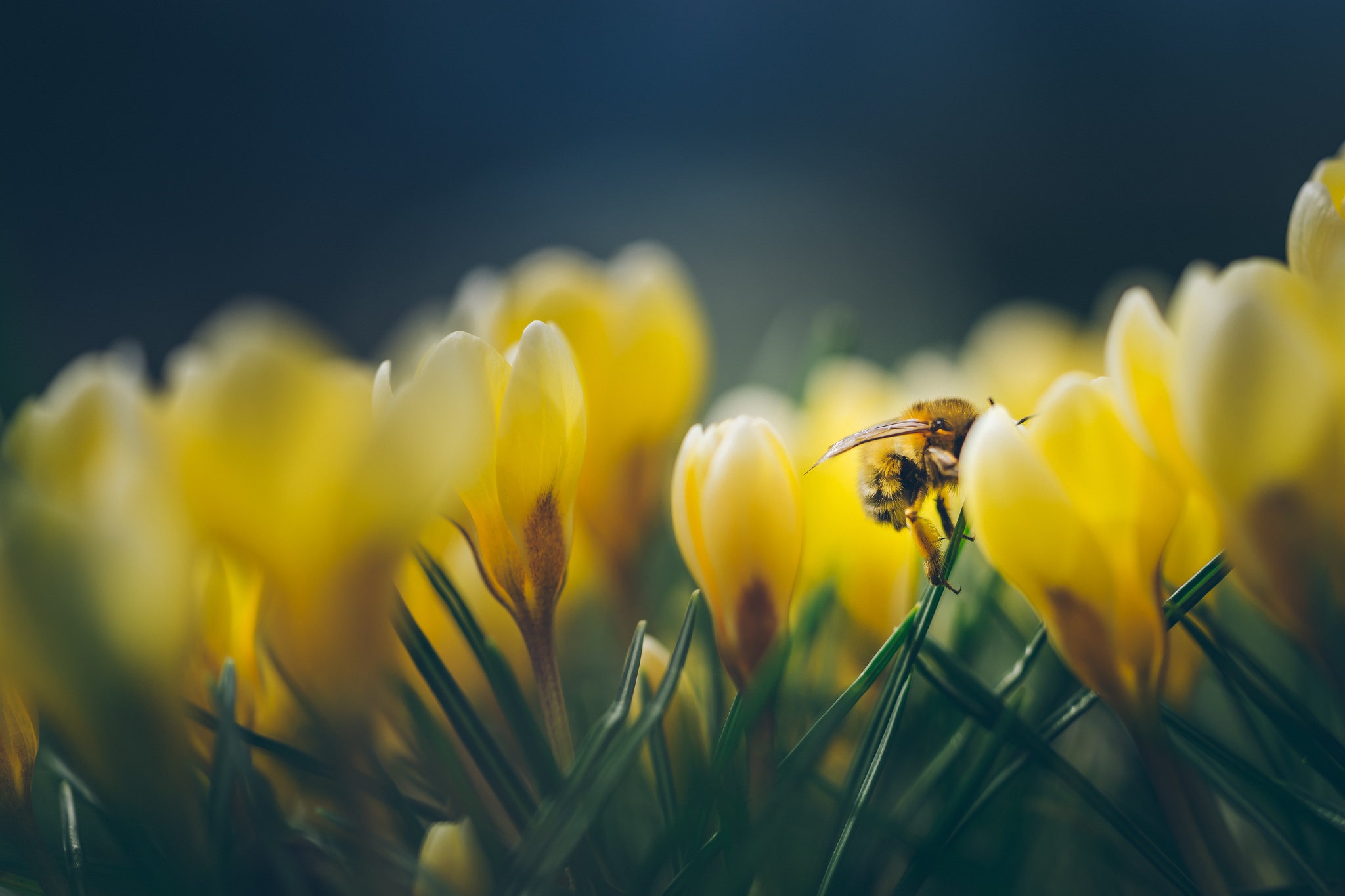 Download mobile wallpaper Insects, Flower, Macro, Insect, Bee, Animal, Crocus, Yellow Flower for free.