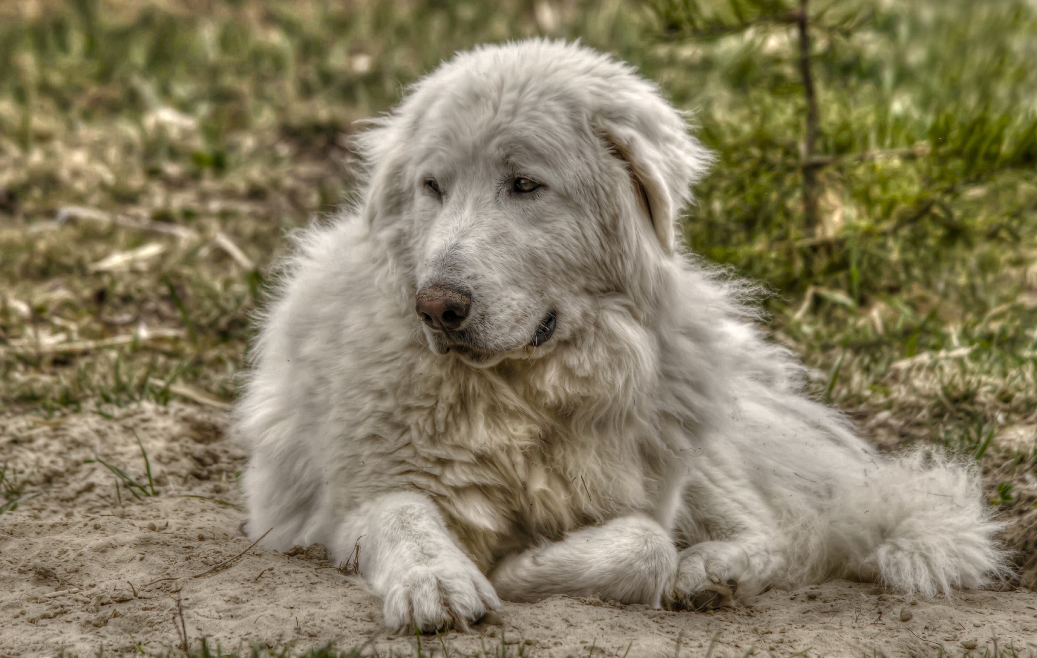 Handy-Wallpaper Tiere, Hunde, Hund kostenlos herunterladen.