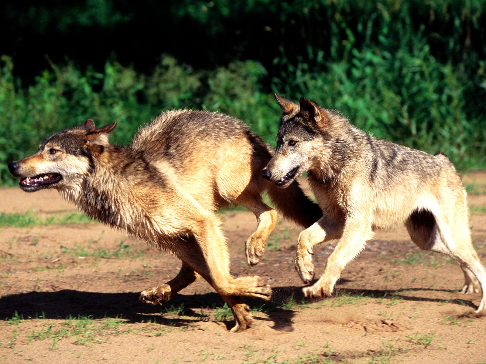 Descarga gratuita de fondo de pantalla para móvil de Animales, Lobo, Correr, Wolves.