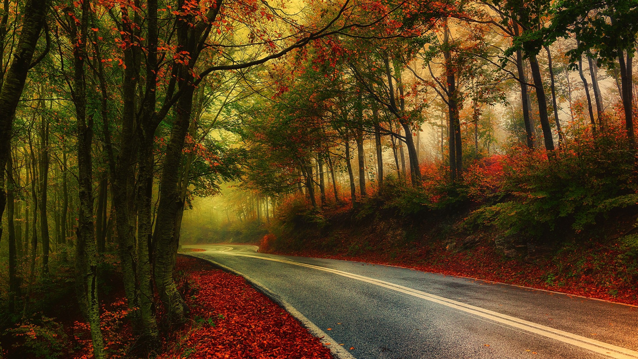 Free download wallpaper Road, Forest, Tree, Fall, Man Made on your PC desktop