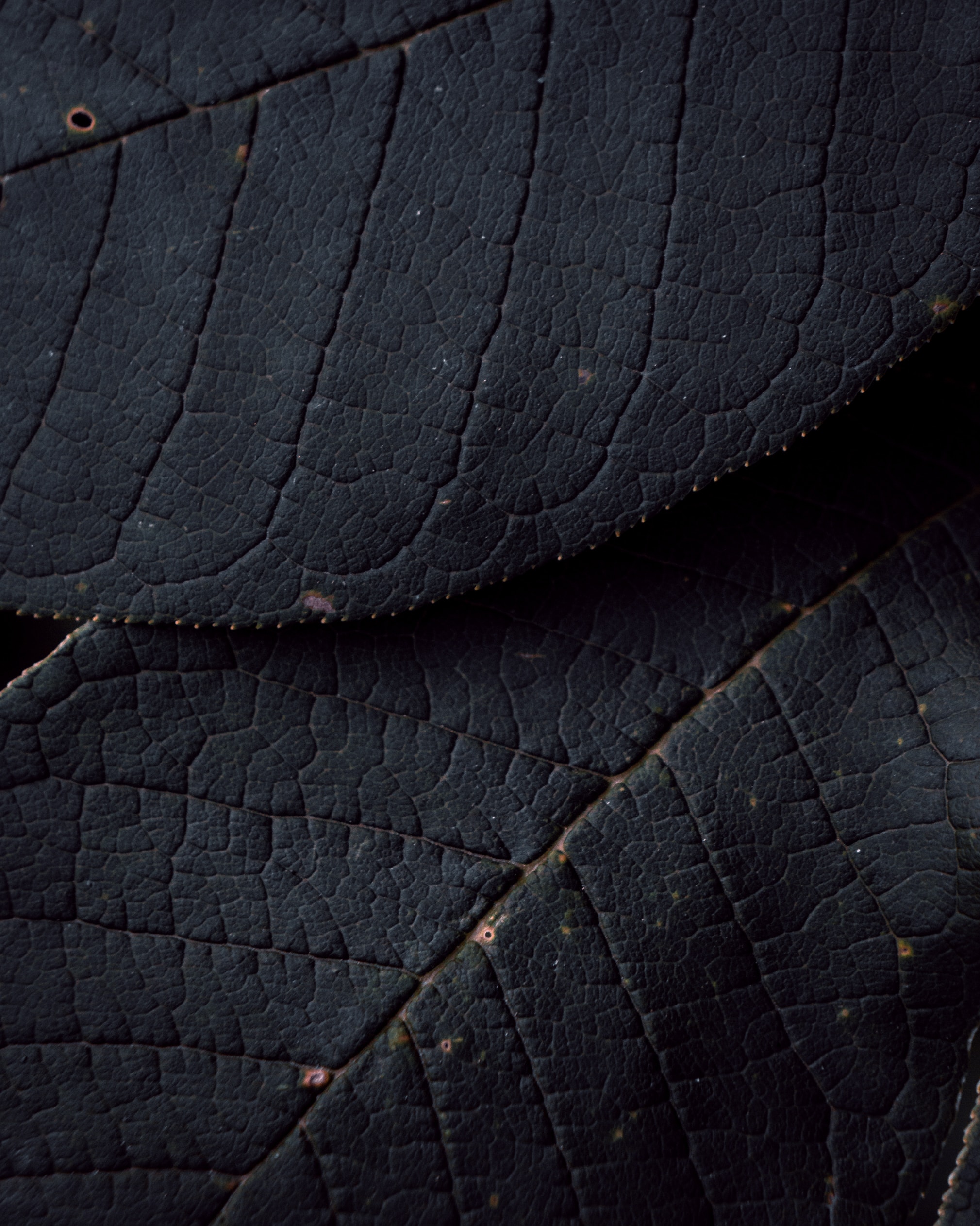 veins, leaves, macro, texture, surface