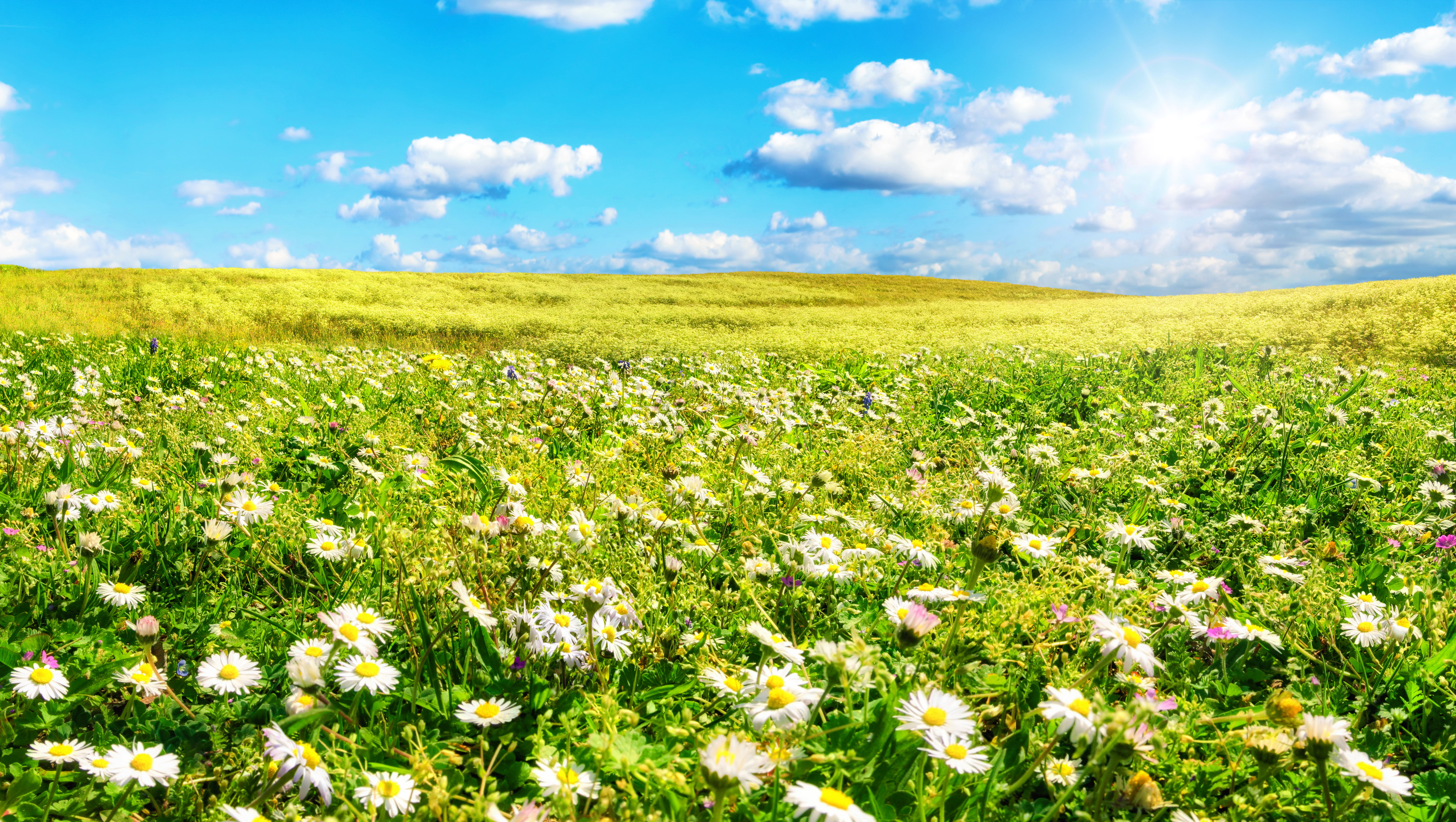 Download mobile wallpaper Landscape, Sun, Summer, Flower, Earth, Field, White Flower for free.
