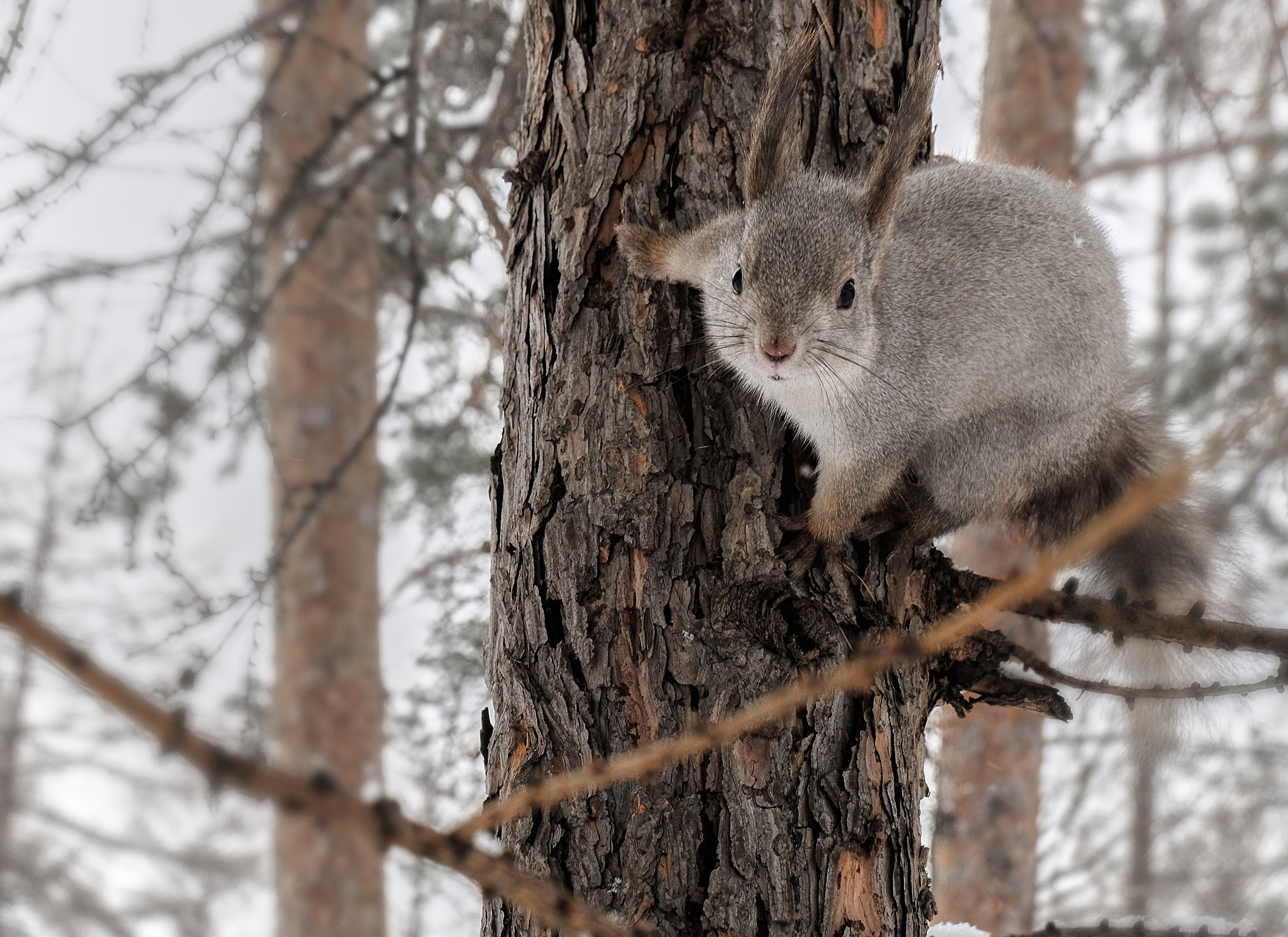 Download mobile wallpaper Squirrel, Animal, Rodent for free.