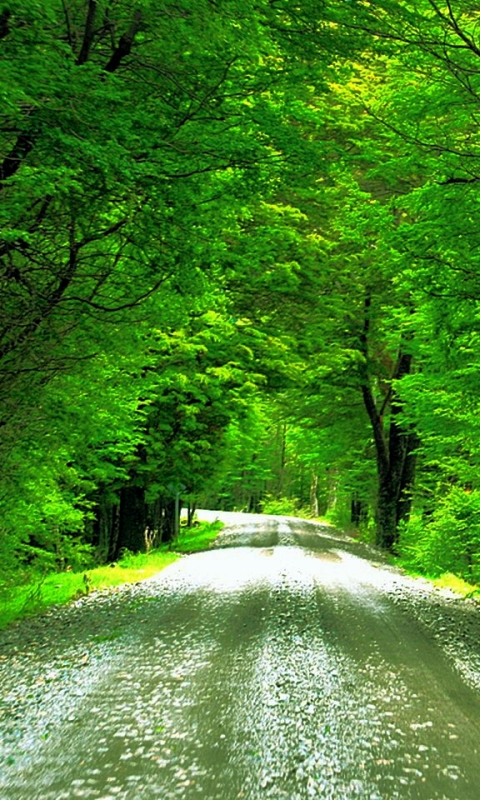 Download mobile wallpaper Road, Tree, Man Made, Tree Lined for free.