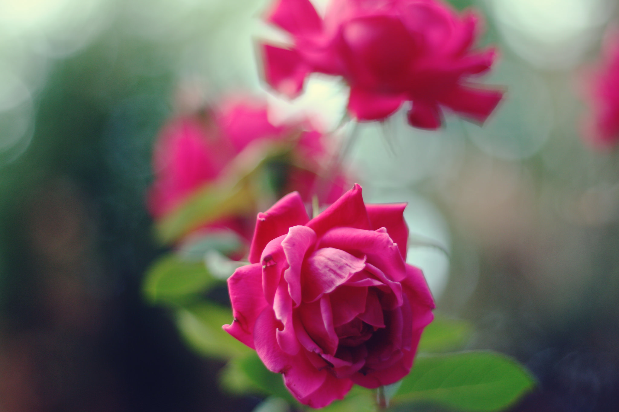 Free download wallpaper Flowers, Rose, Earth on your PC desktop