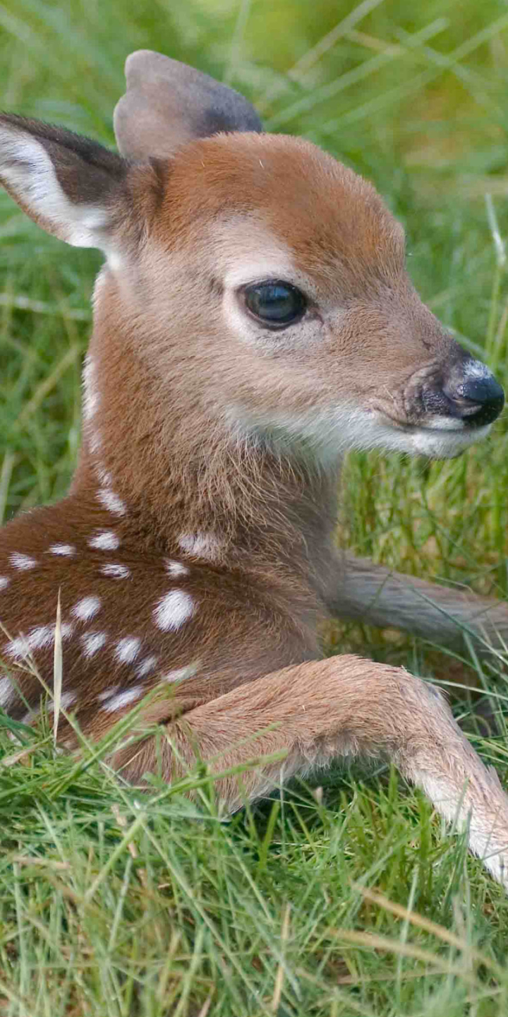Download mobile wallpaper Grass, Animal, Fawn, Deer, Cute for free.