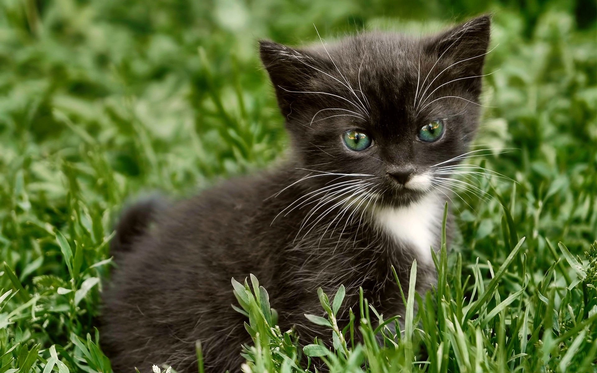 486265 Protetores de tela e papéis de parede Gatos em seu telefone. Baixe  fotos gratuitamente