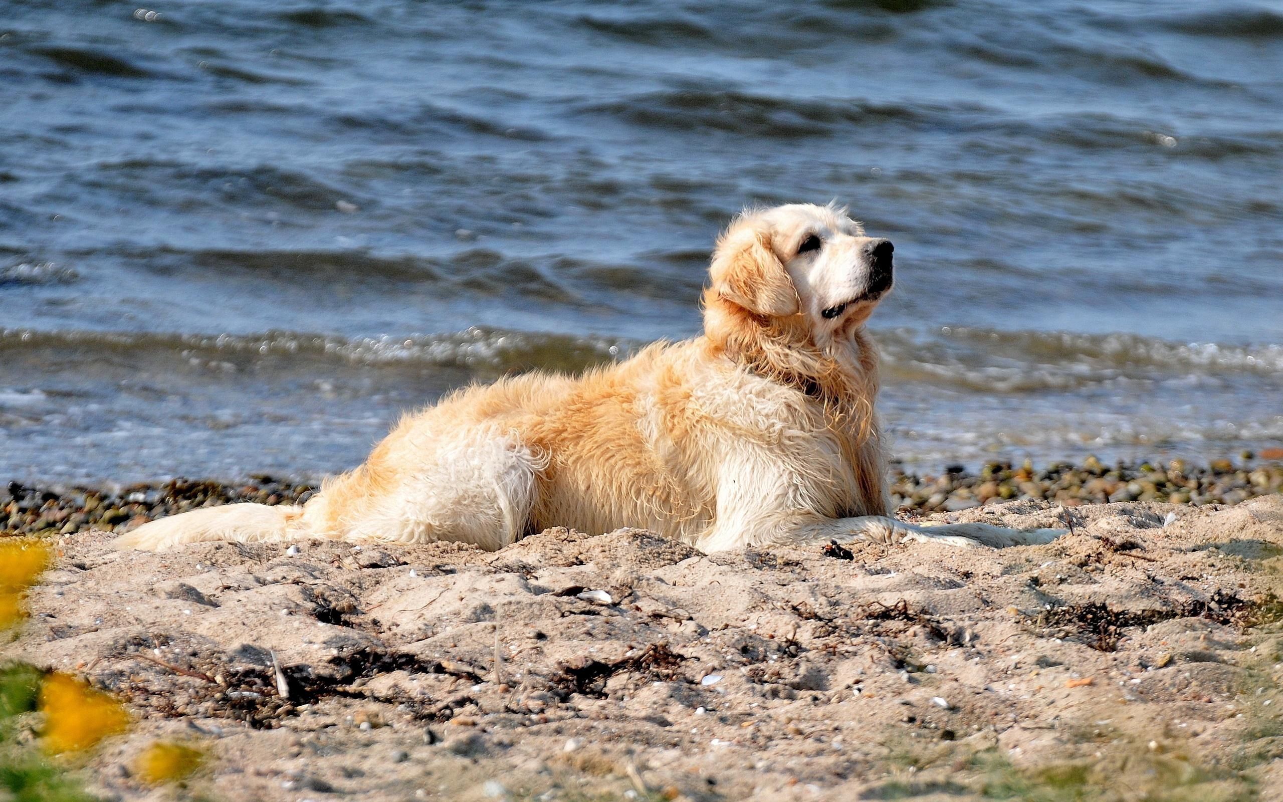Laden Sie das Sand, Bank, Sitzen, Labrador, Wasser, Tiere, Ufer, Hund-Bild kostenlos auf Ihren PC-Desktop herunter