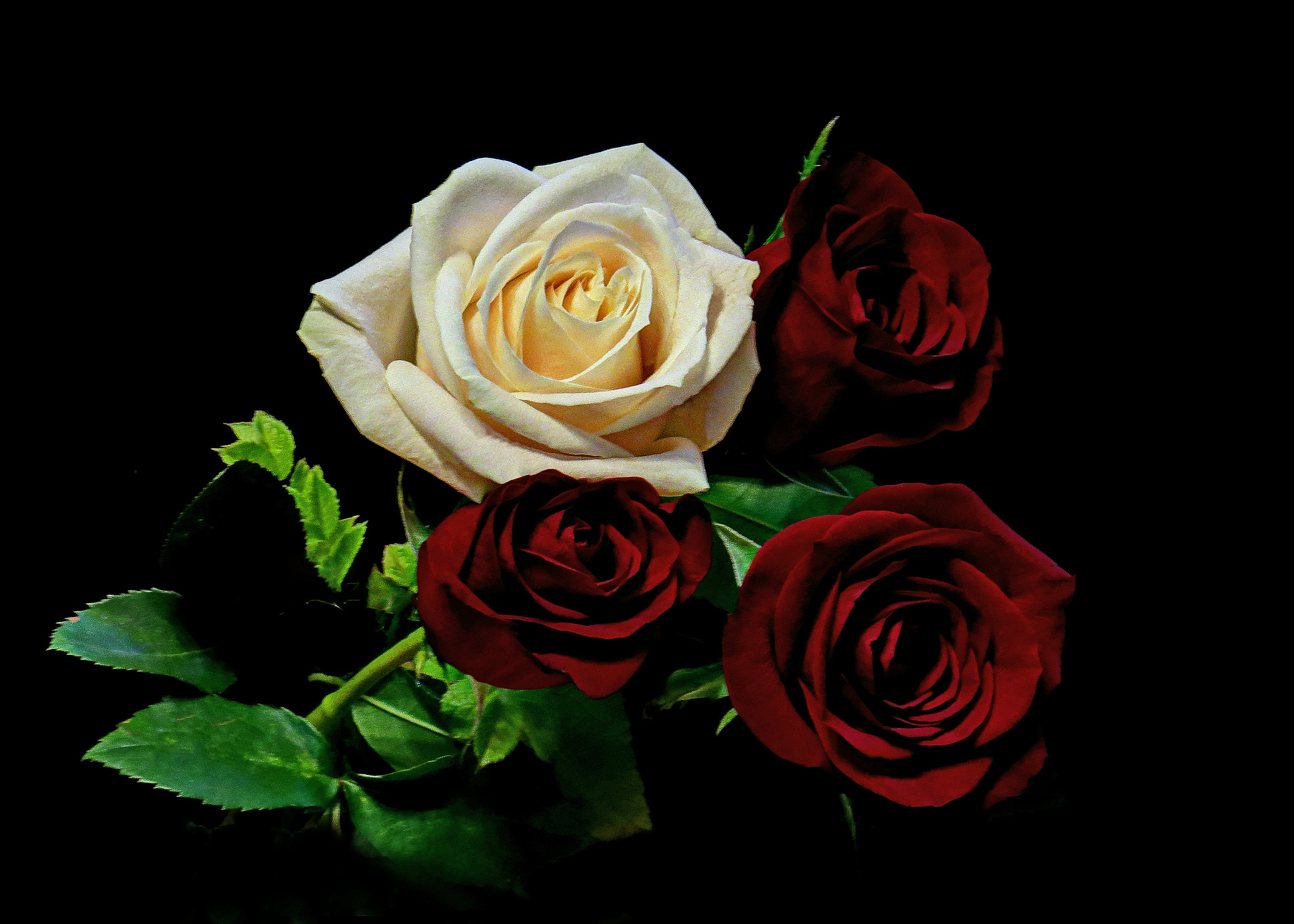 Téléchargez des papiers peints mobile Fleurs, Rose, Fleur, Fleur Blanche, Fleur Rouge, Terre/nature gratuitement.
